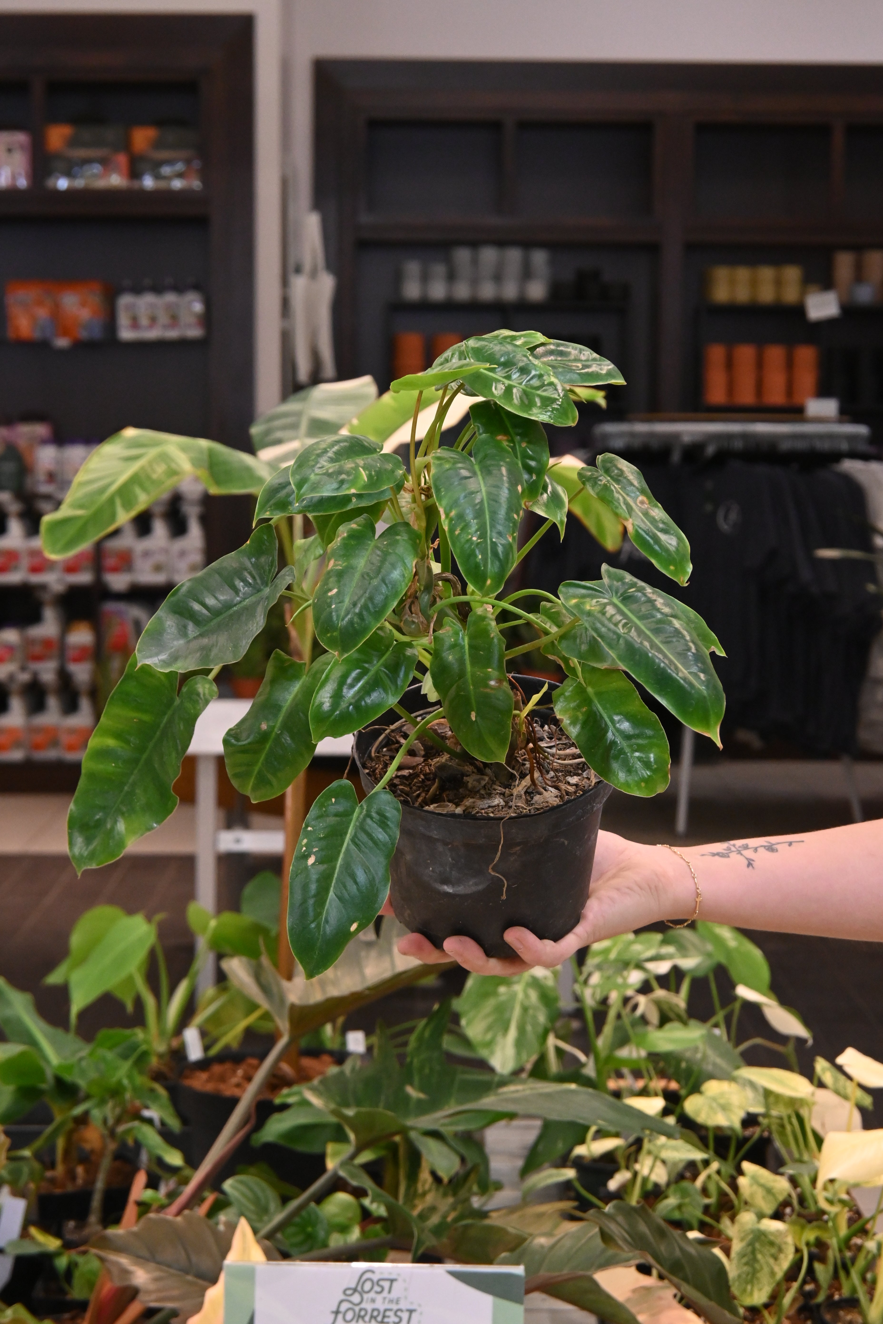 Reverted Philodendron Burle Marx