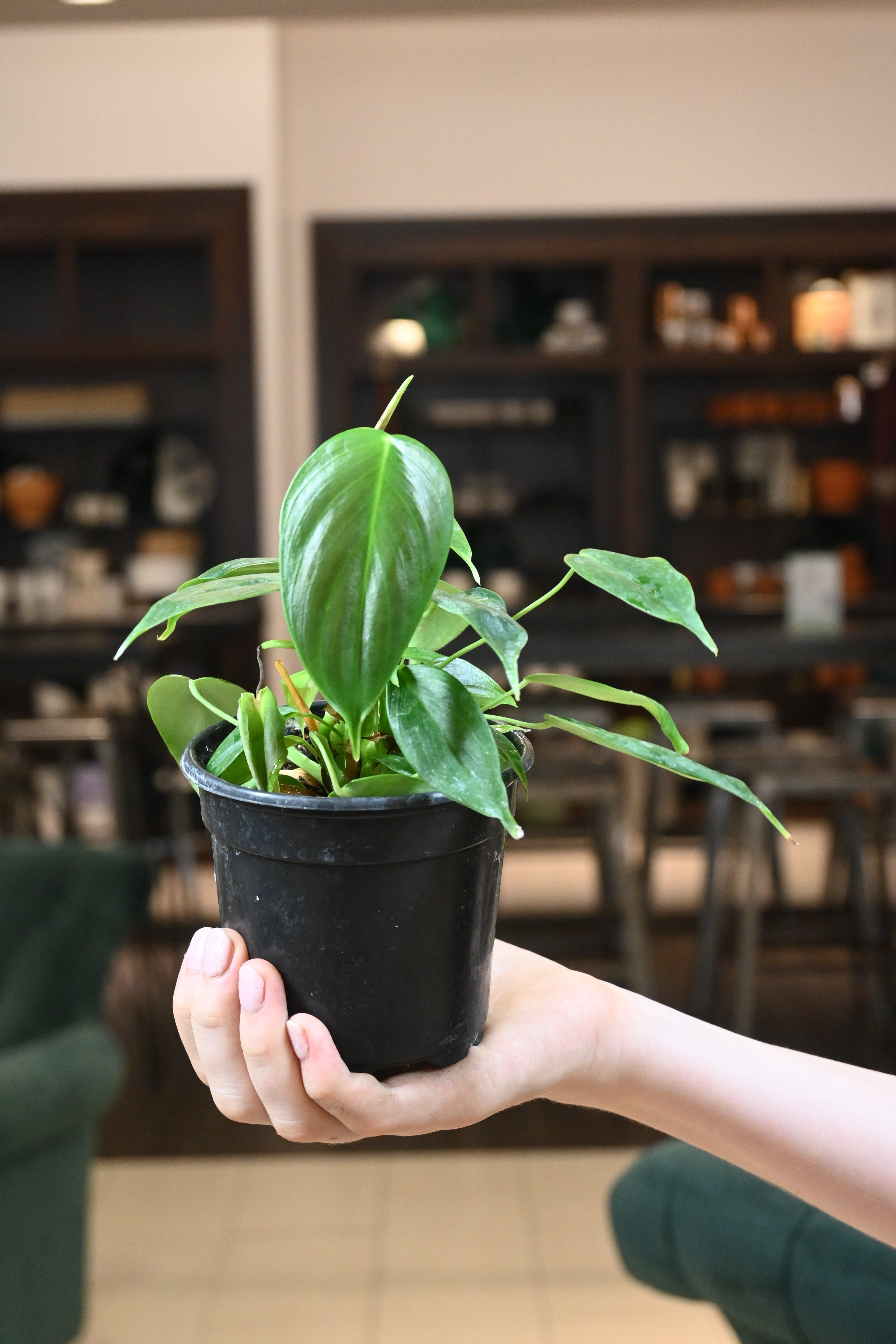 philodendron esmeraldense Philodendron Esmeraldense – Lost in the Forrest
