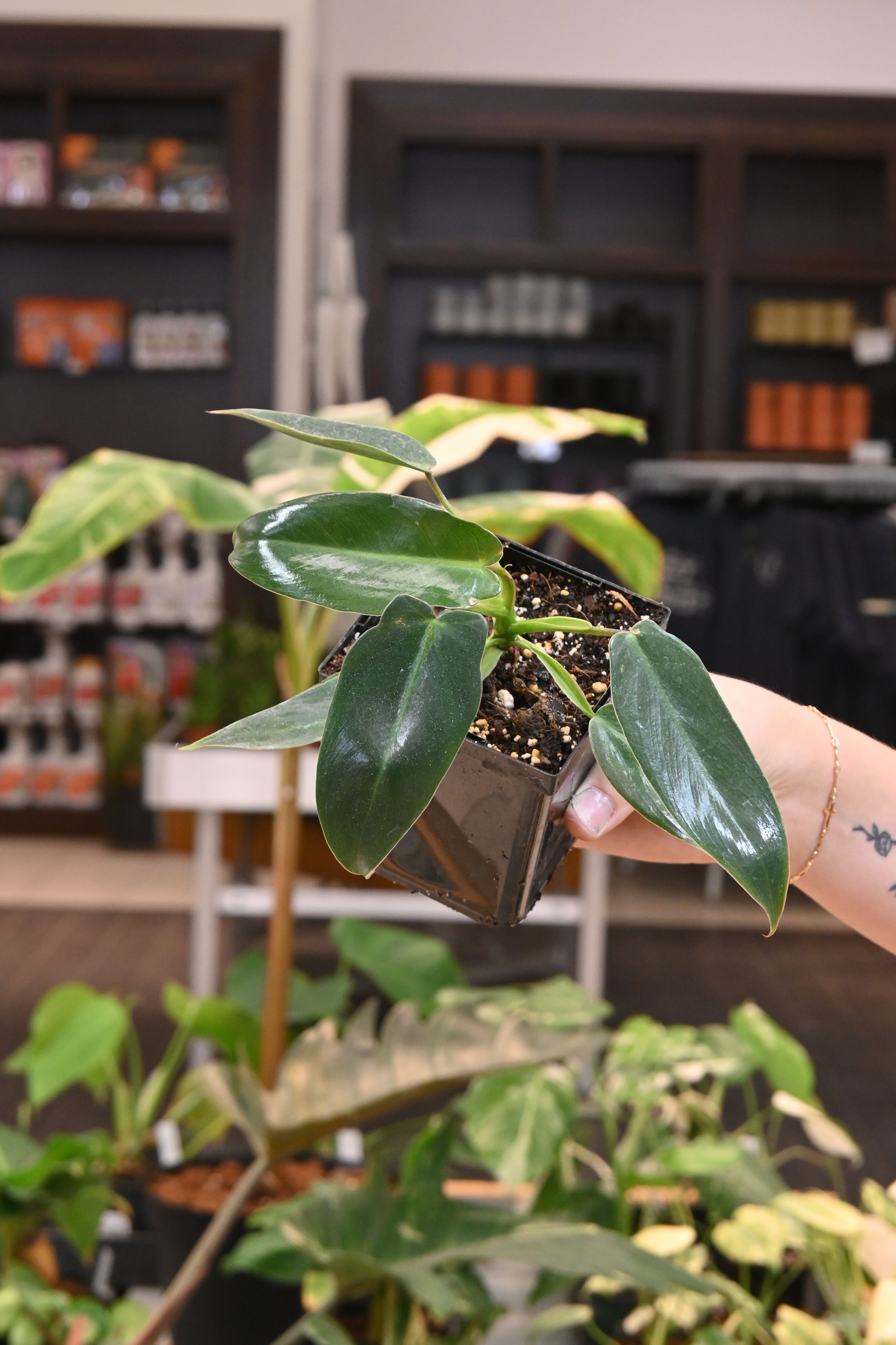 Philodendron Spiritus Sancti