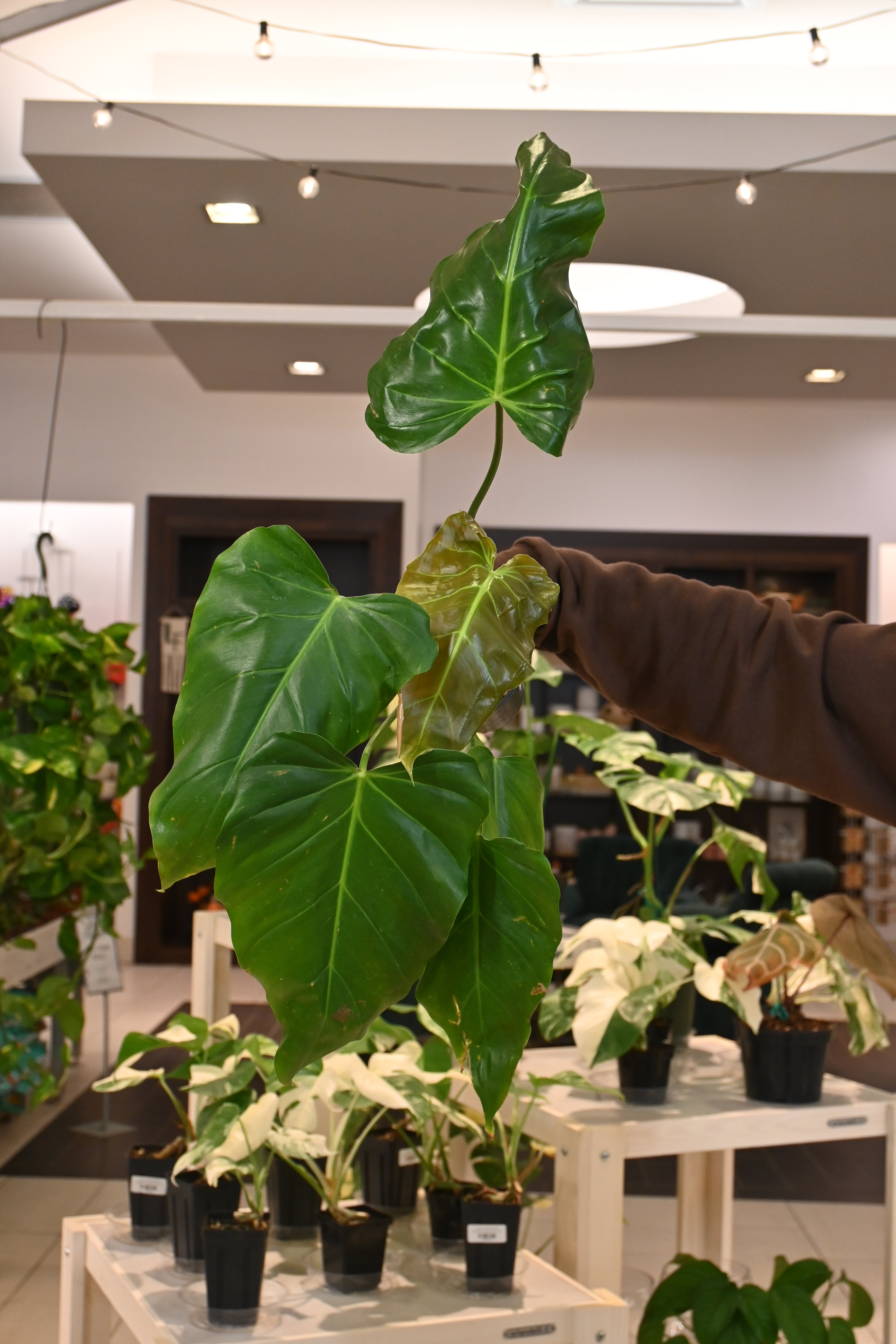 Philodendron Bernardopazi