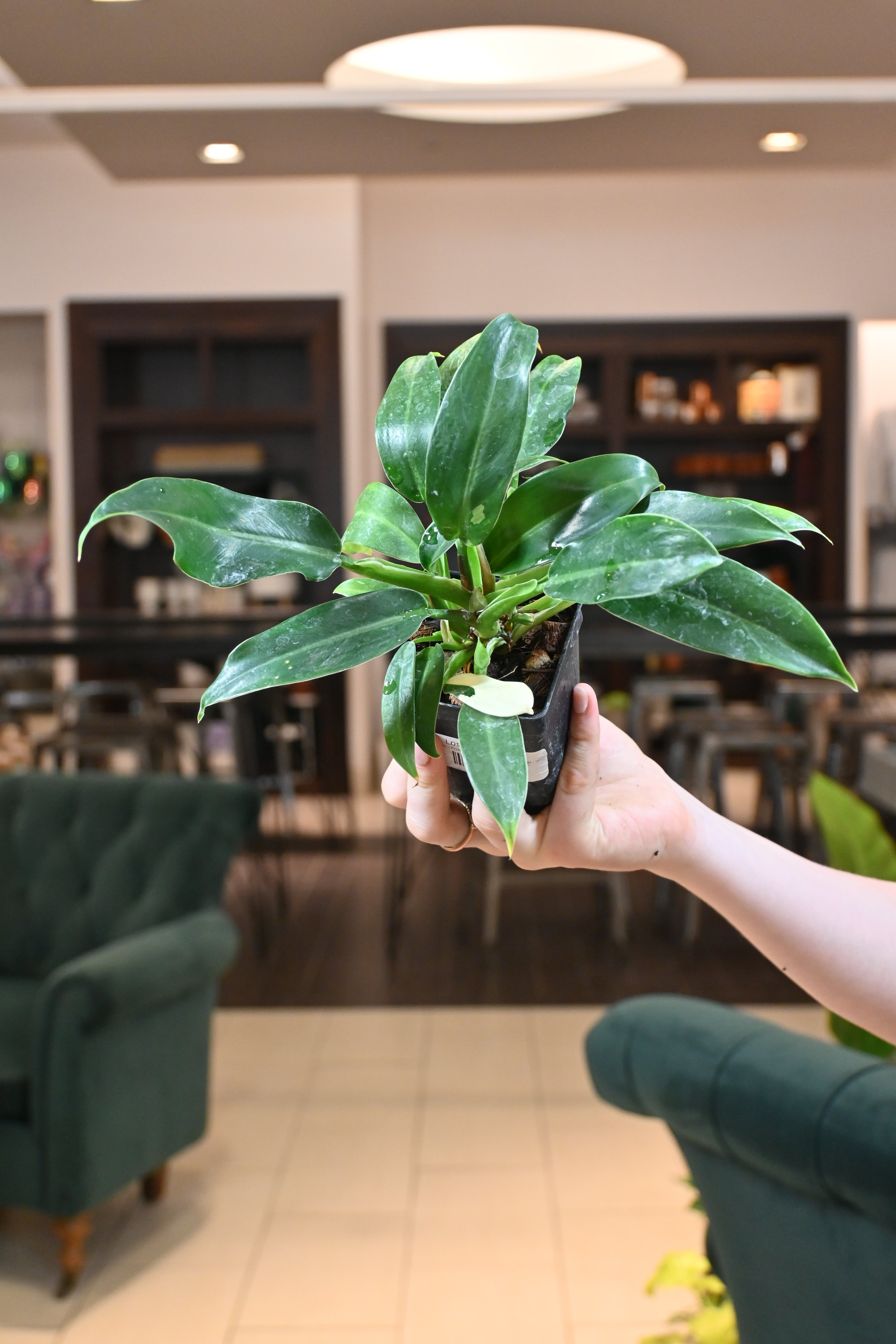 philodendron wendy Philodendron Wend Imbe Variegated – Lost in the Forrest
