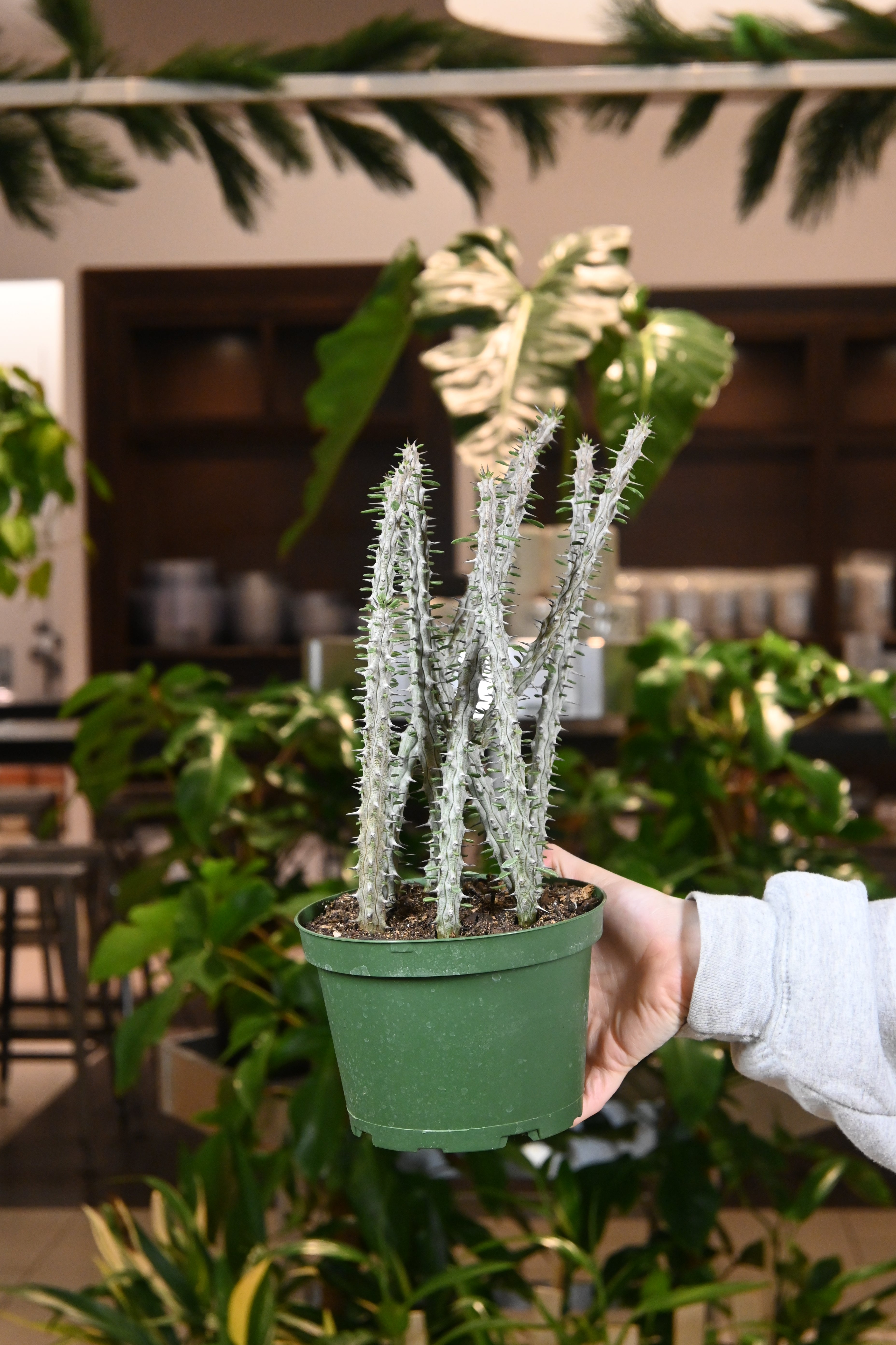 Alluaudia "Madagascar Ocatillo"