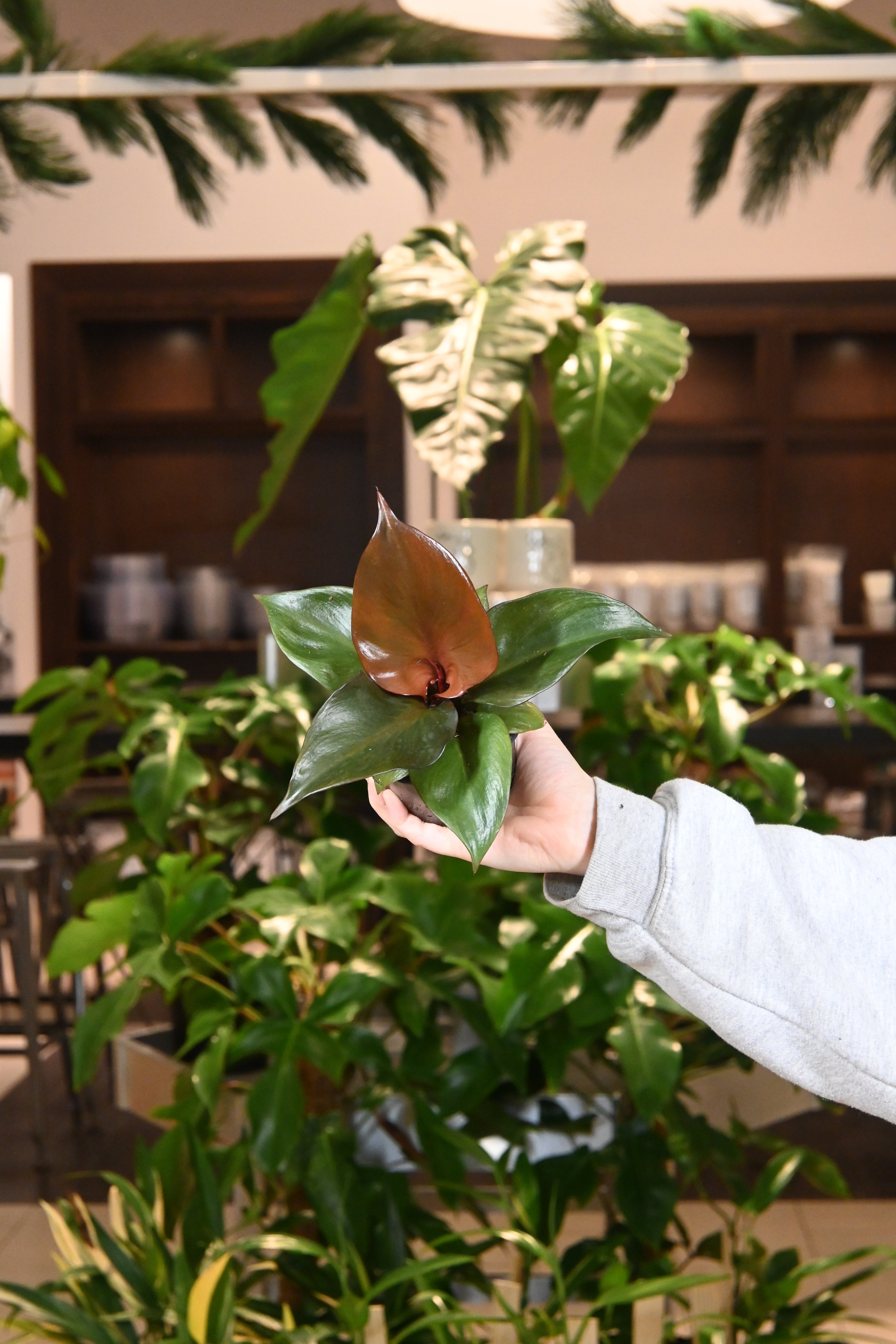 heart leaf philodendron new growth red Philodendron Red Heart – Lost in the Forrest