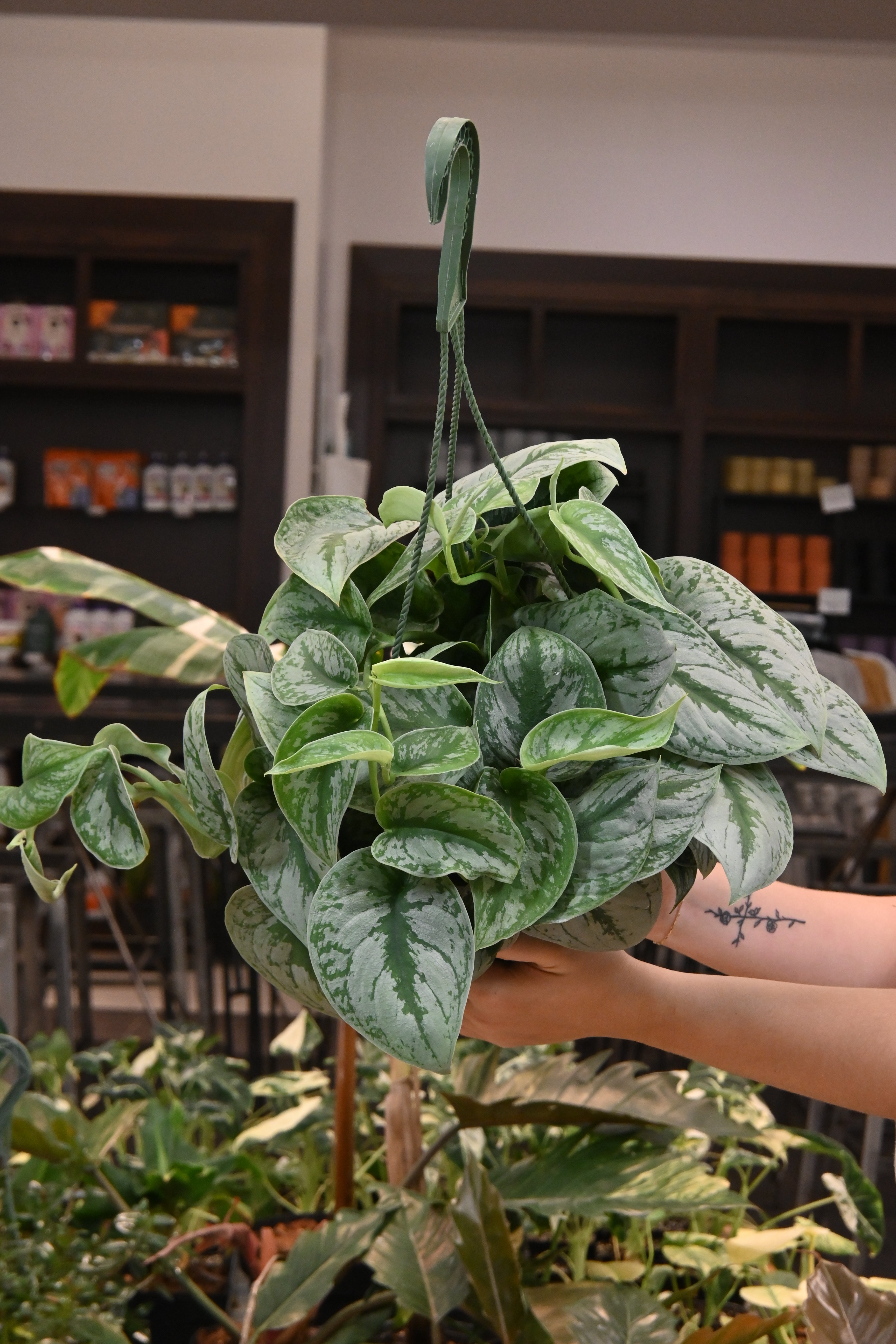 Scindapsus Exotica
