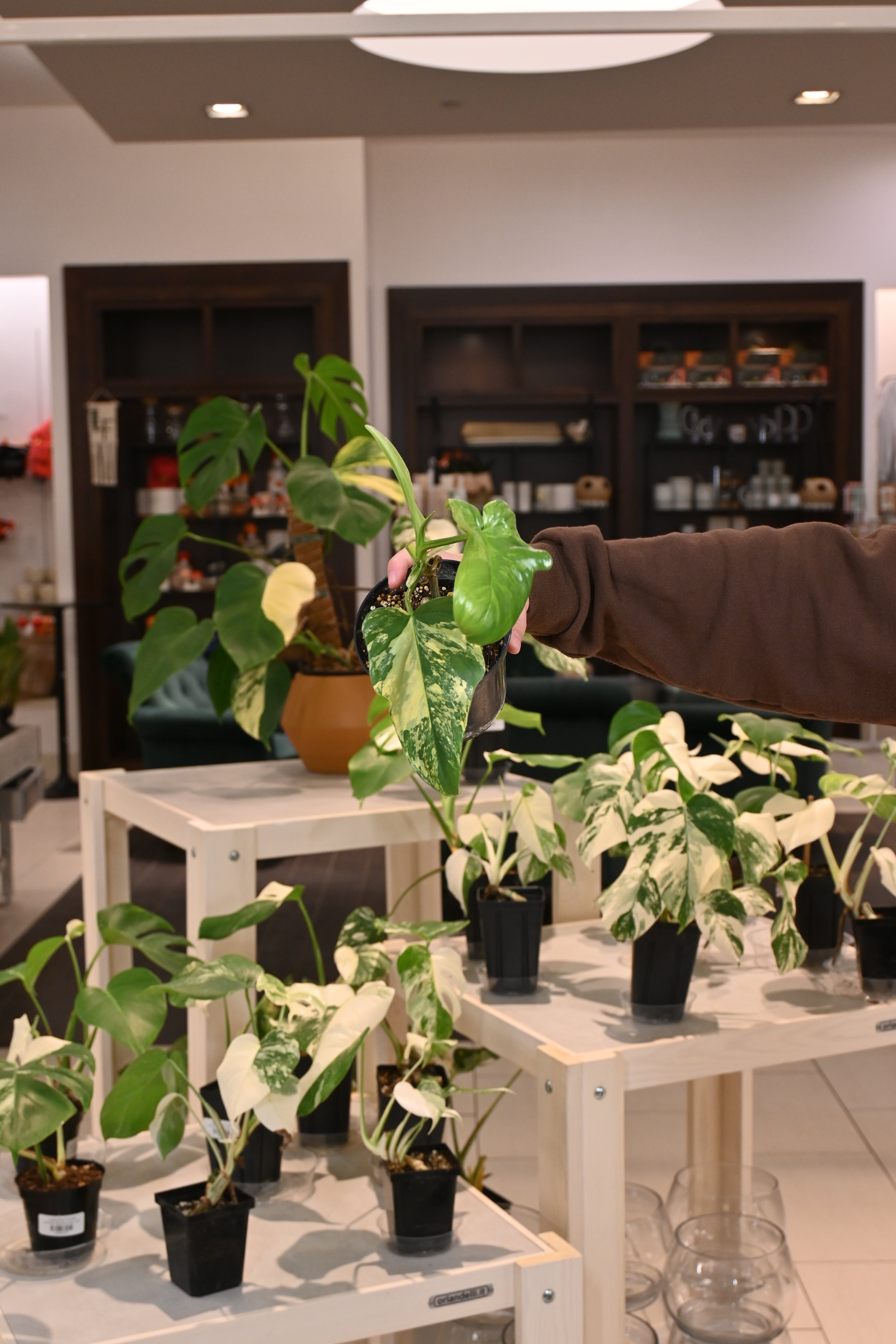 Philodendron Bipennifolium Variegated