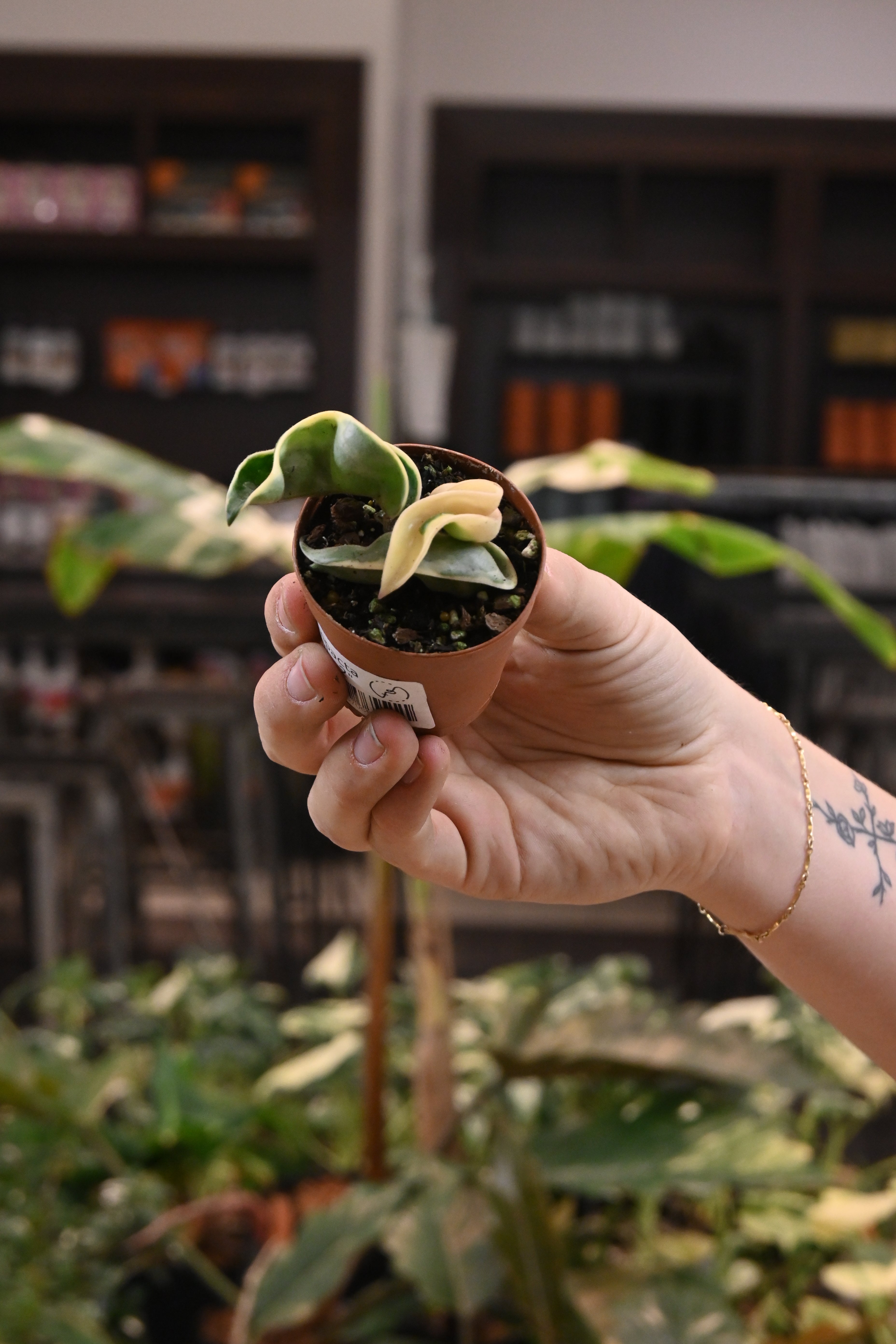 Hoya Compacta Variegated