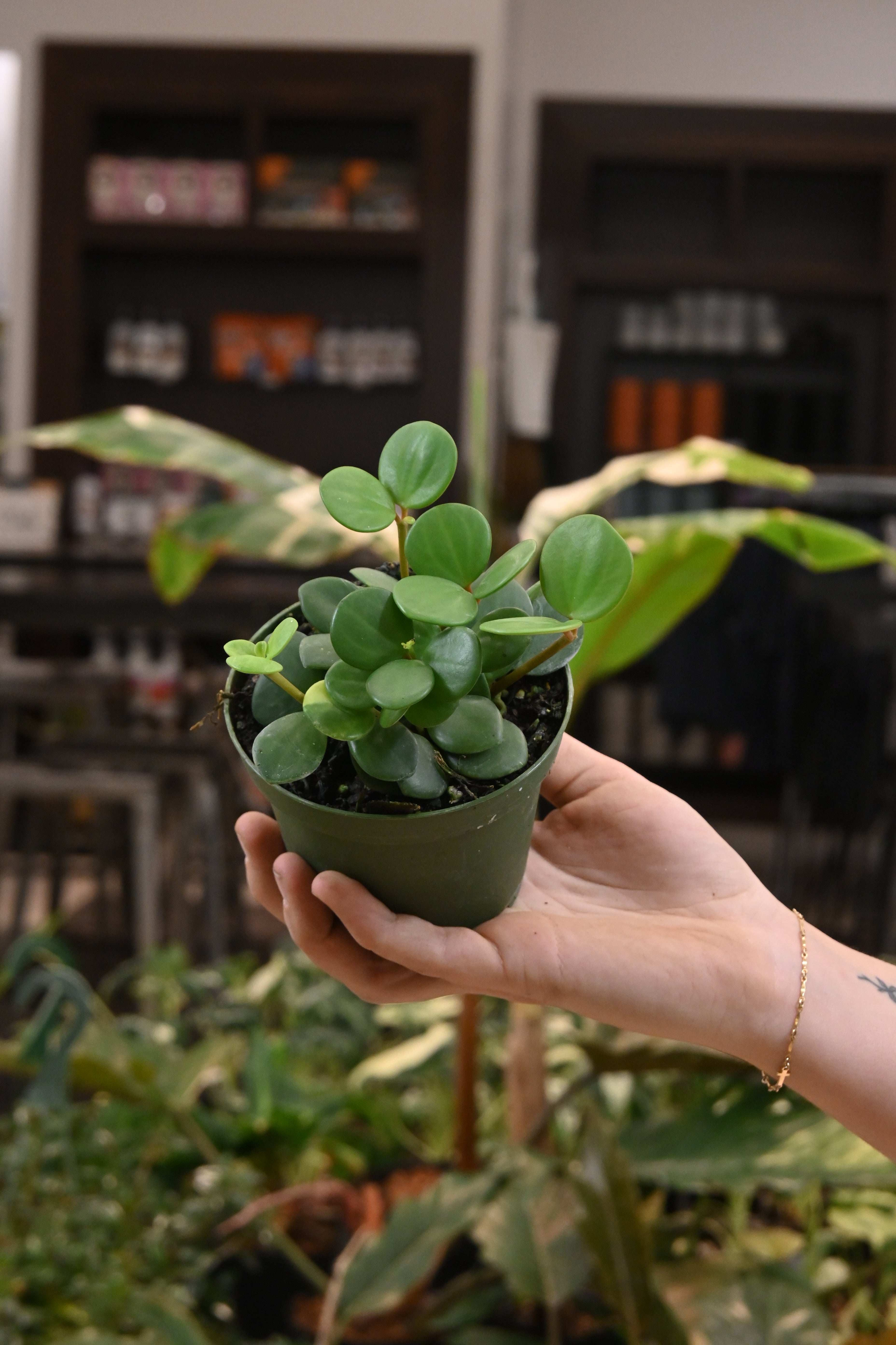 Peperomia Hope