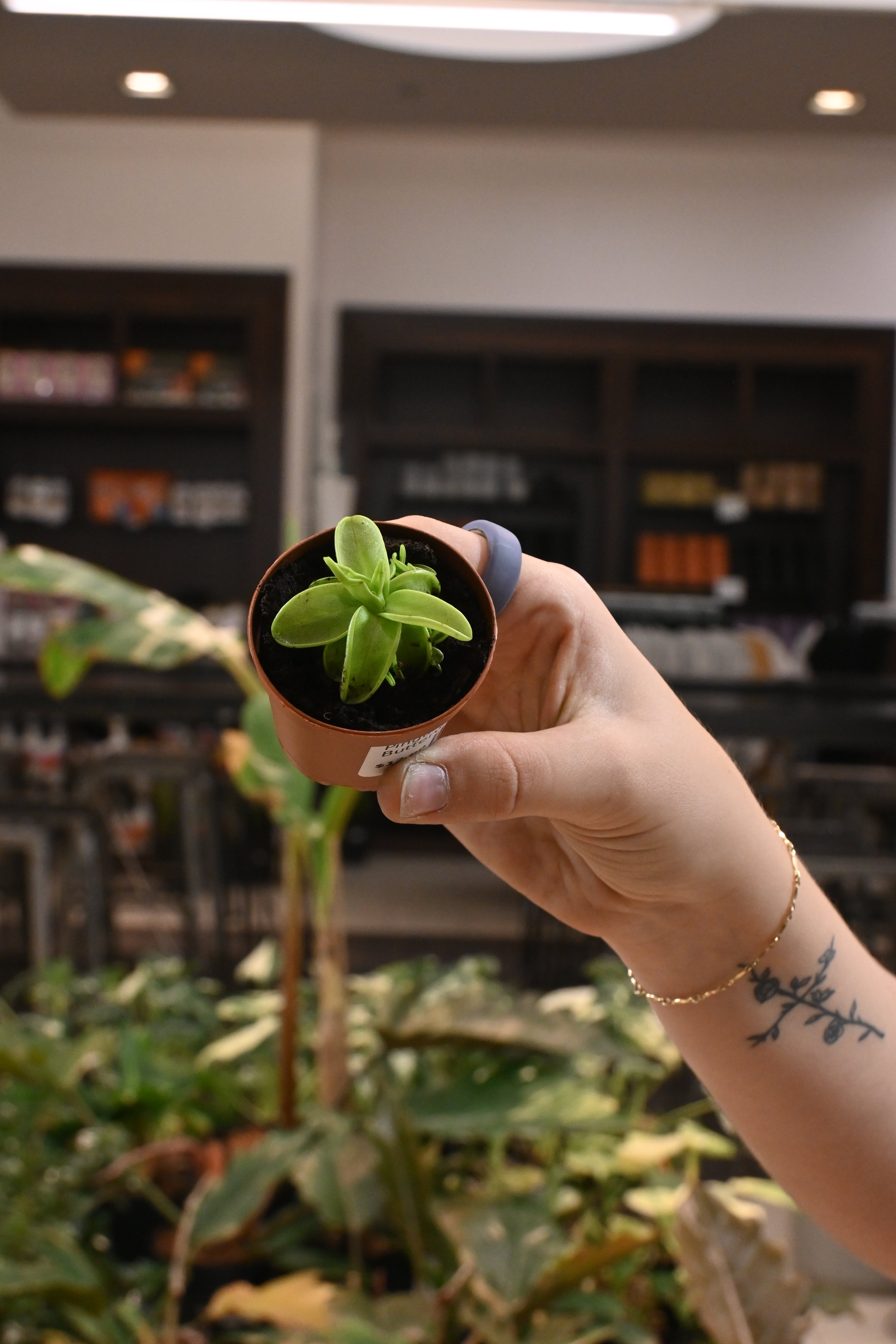 Pinguicula Butterwort