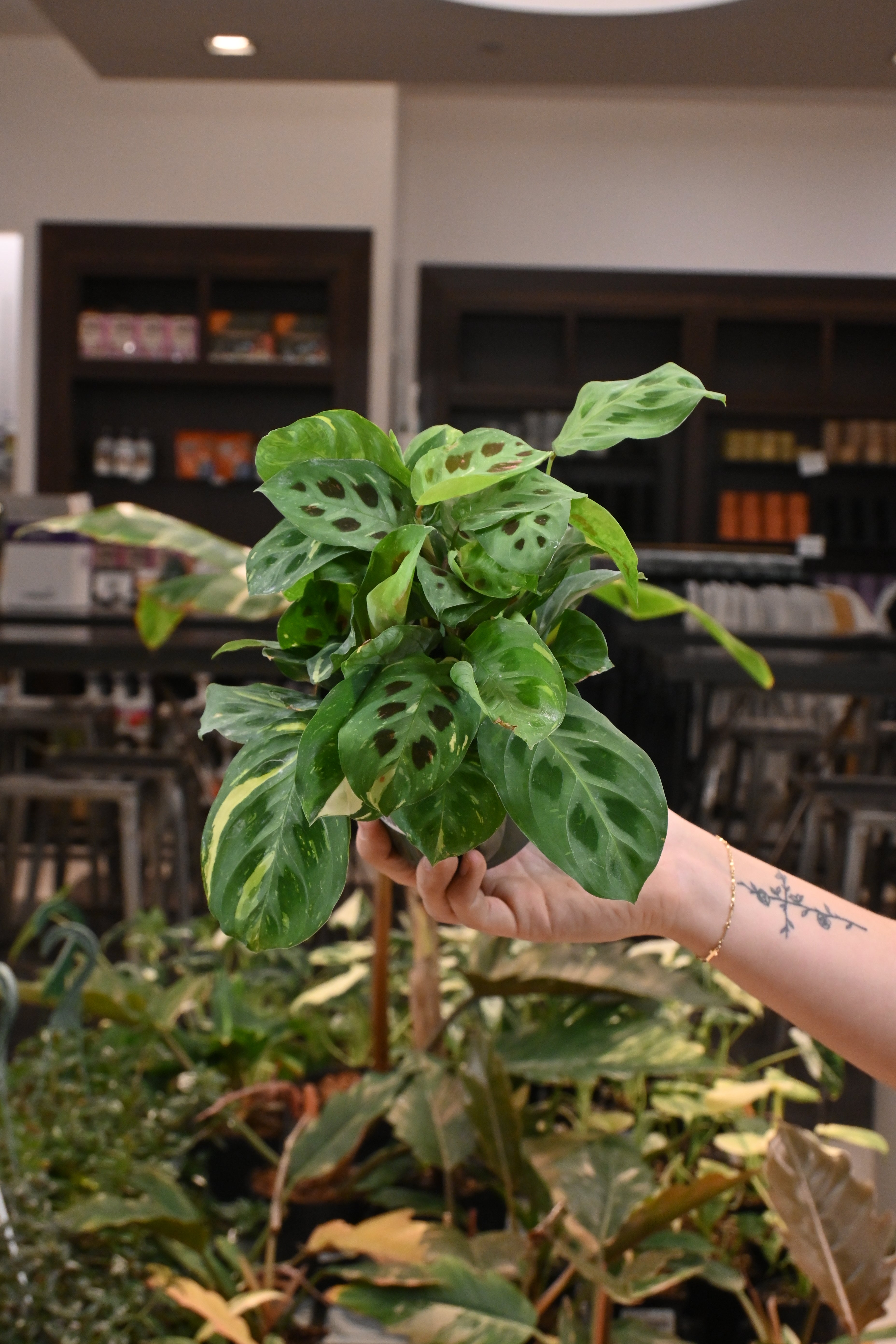 Maranta Beauty Kim
