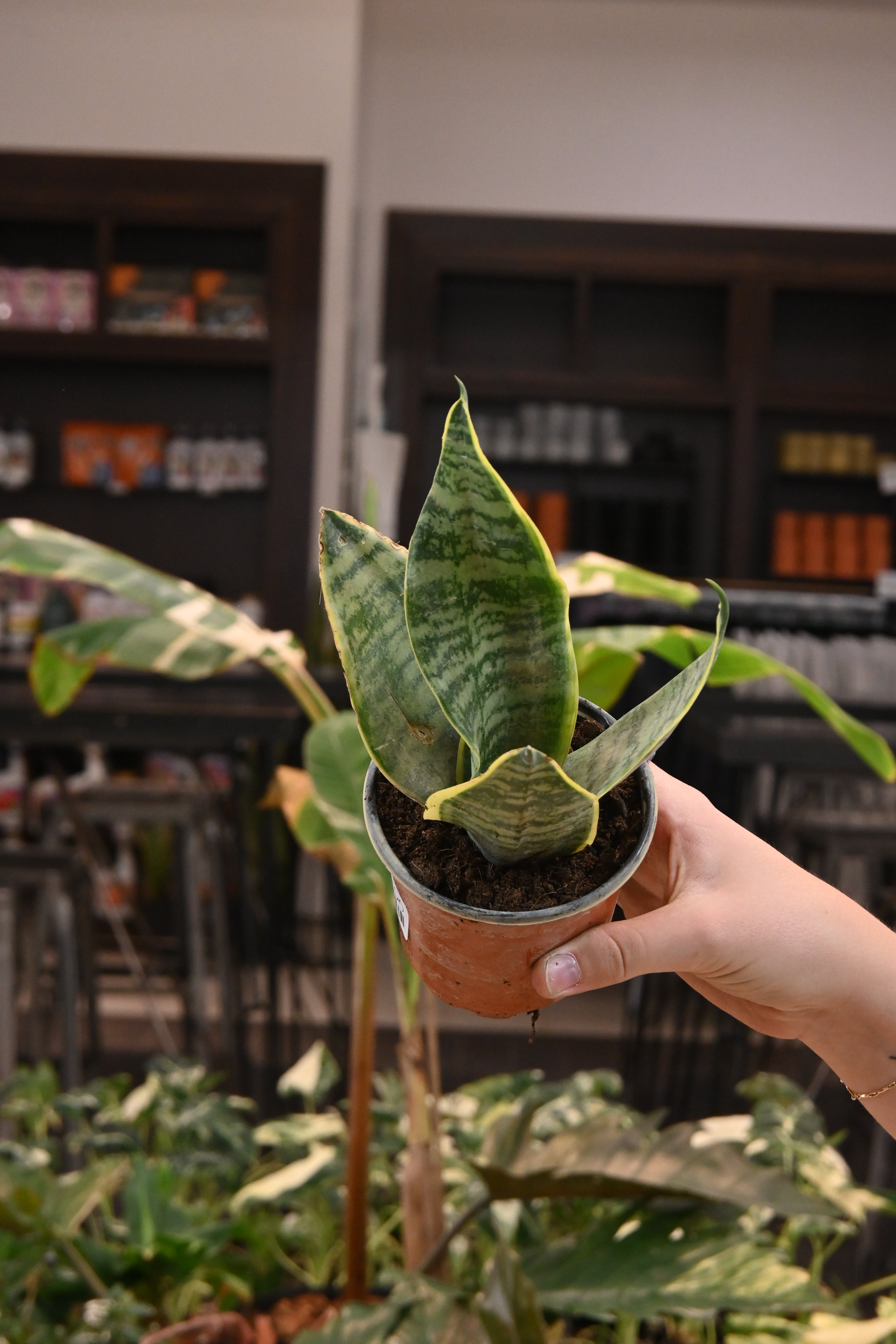 Sansevieria Laurentii