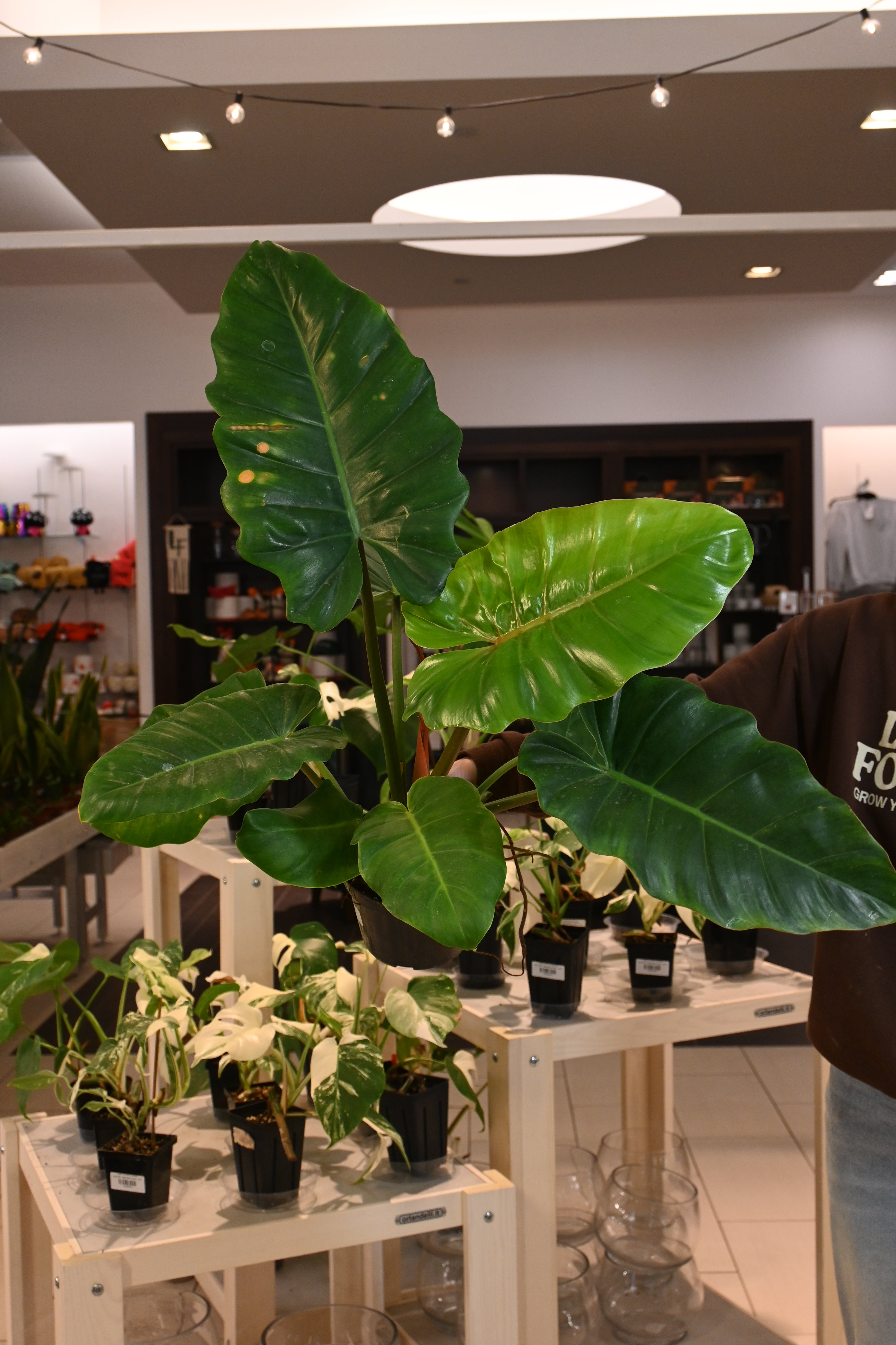 Philodendron Jungle Fever