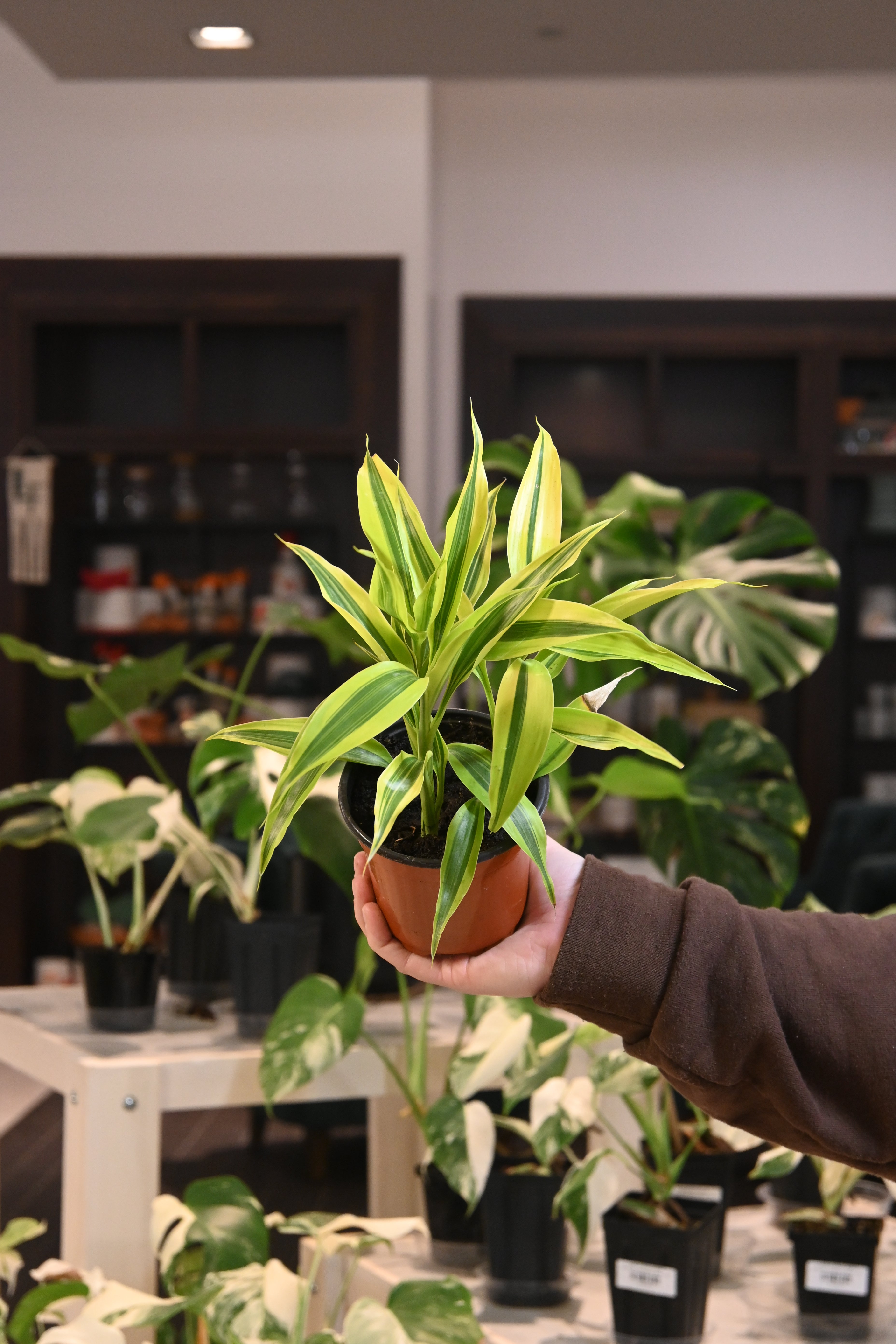dracaena gold Dracaena Sandriana Gold – Lost in the Forrest