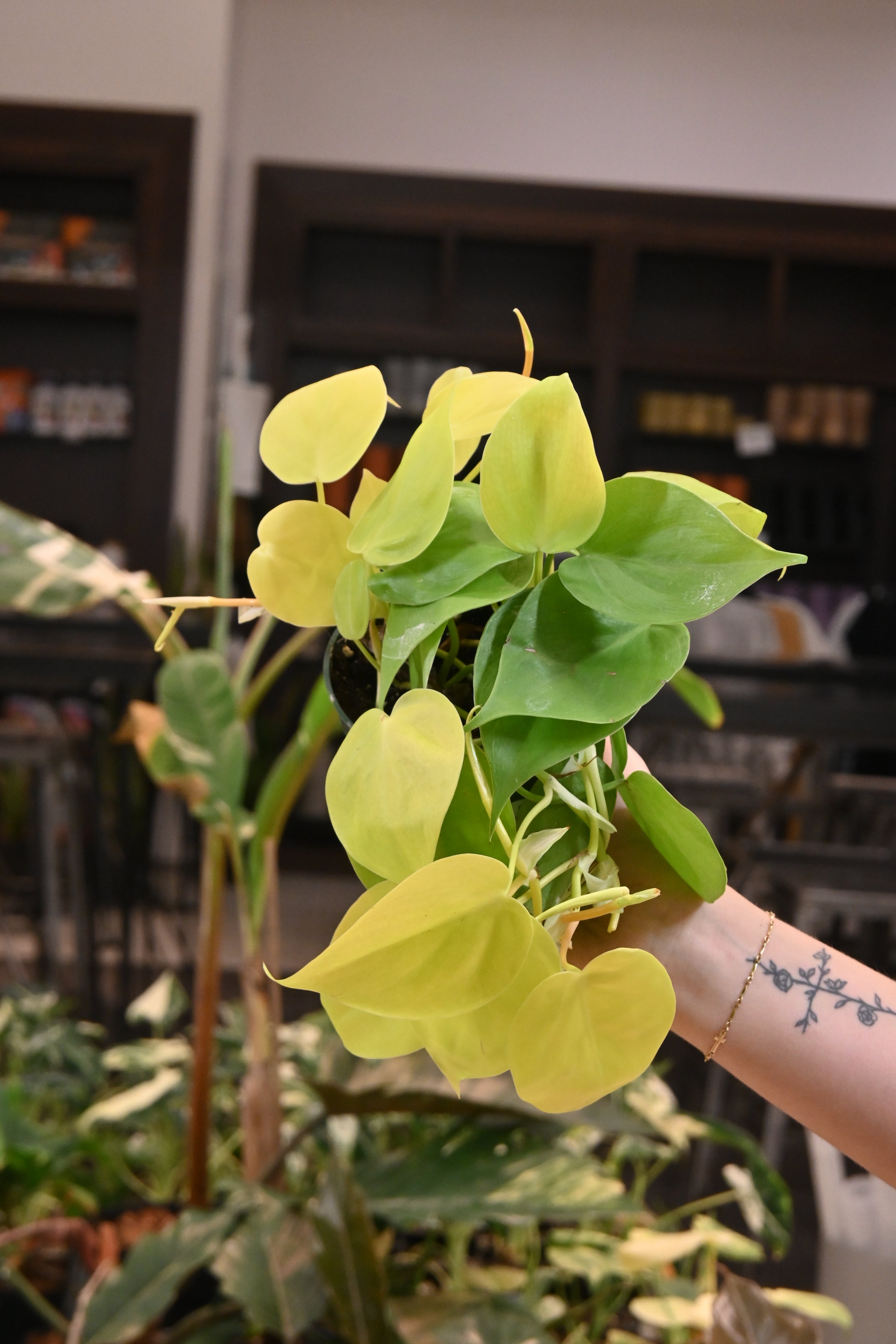 Philodendron cordatum 'Lemon' (Low Light Tolerant) 6” pot