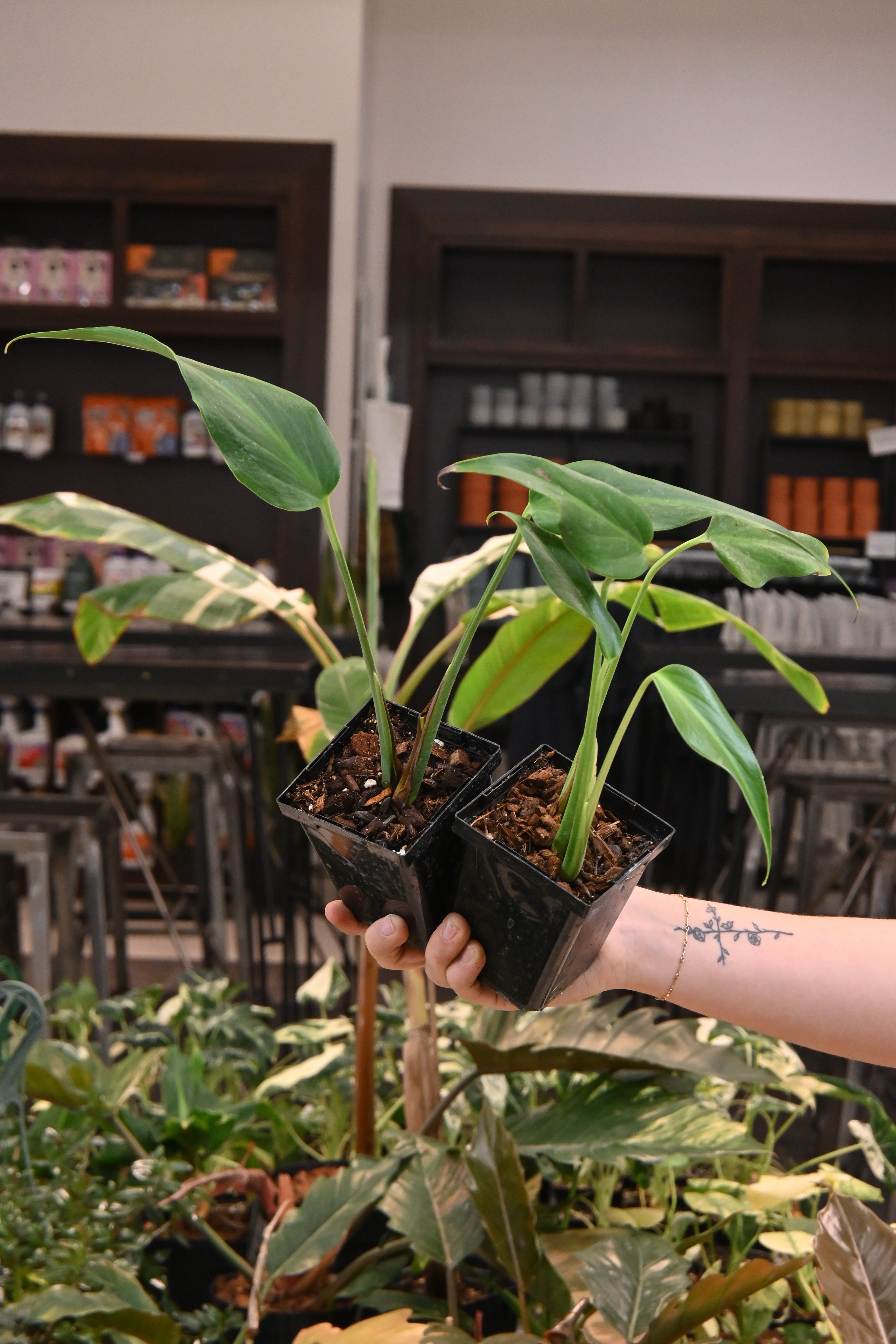 Monstera Burle Marx Flame