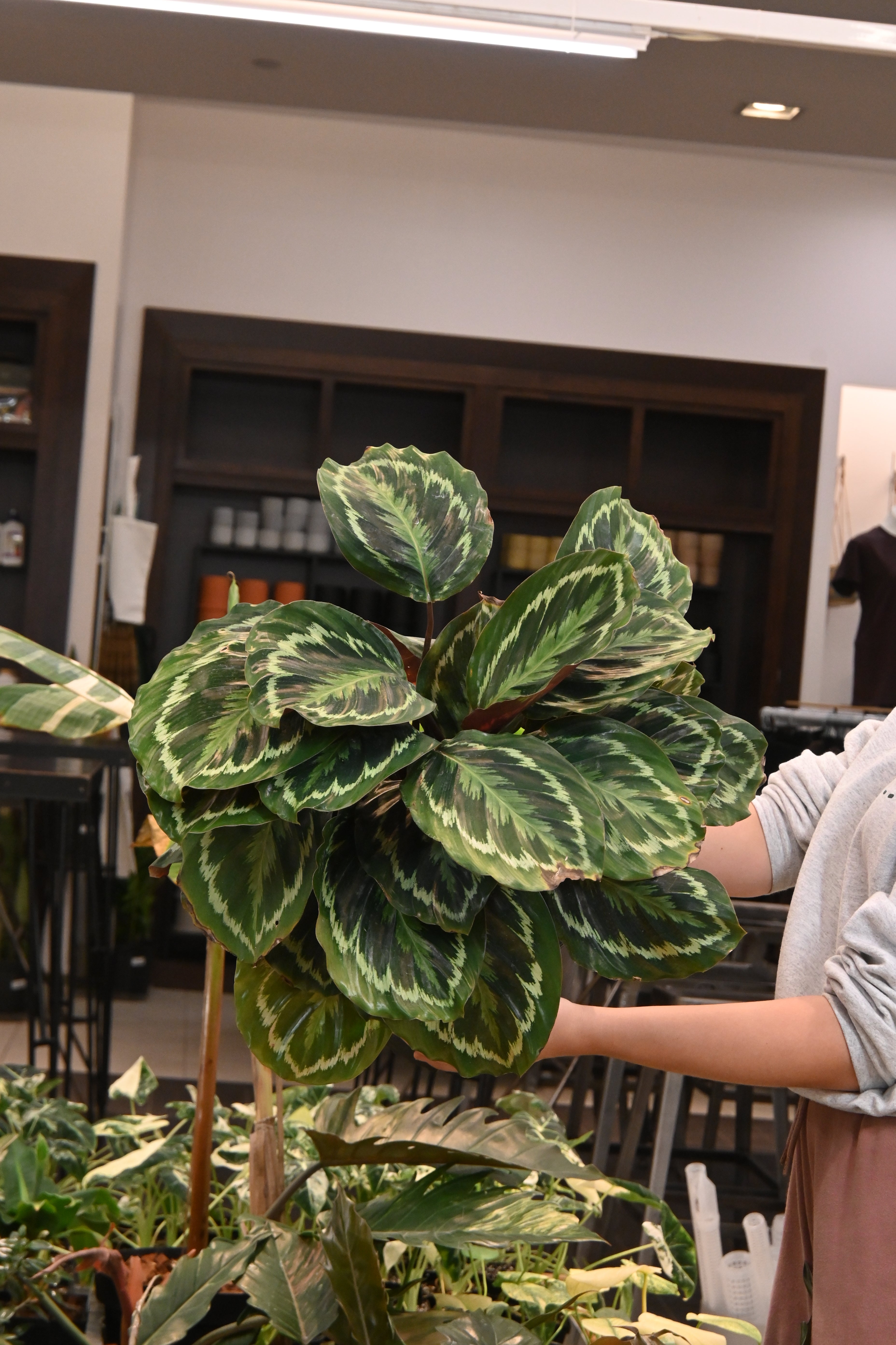 Calathea Medallion