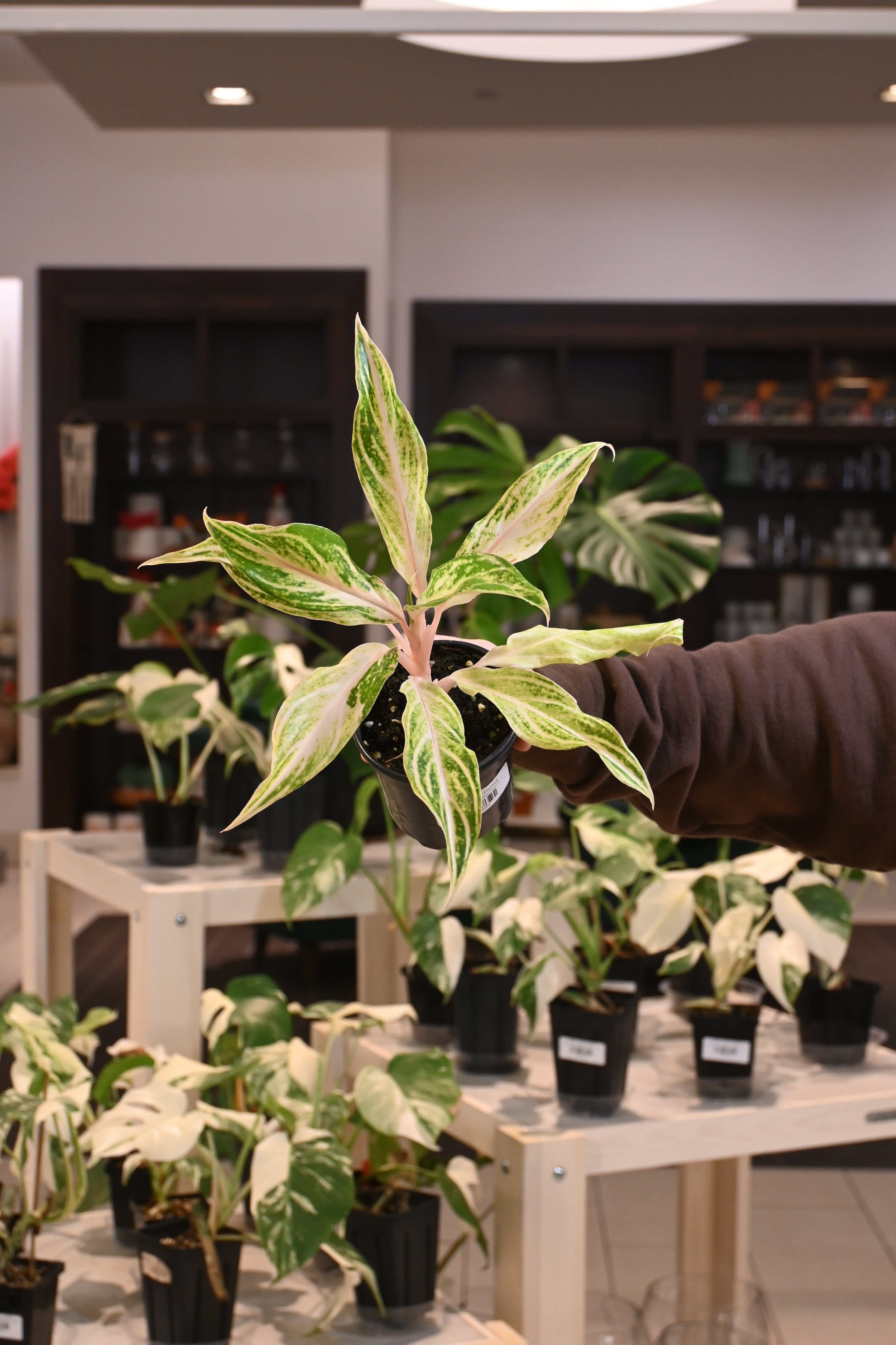 aglaonema blanca Aglaonema 'White Panama'