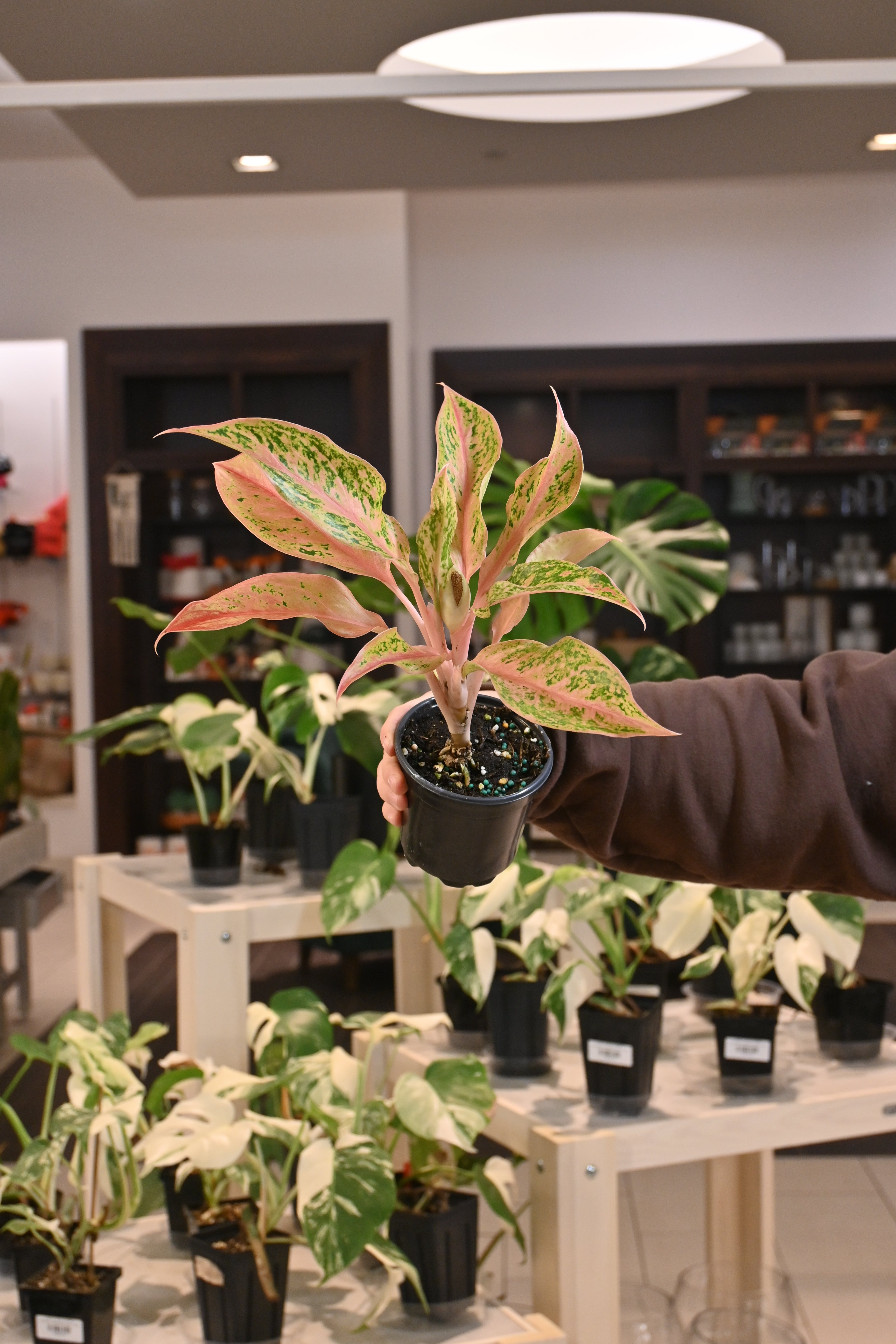 pink aglaonema propagation Aglaonema 'Pink Baramee' – Lost in the Forrest