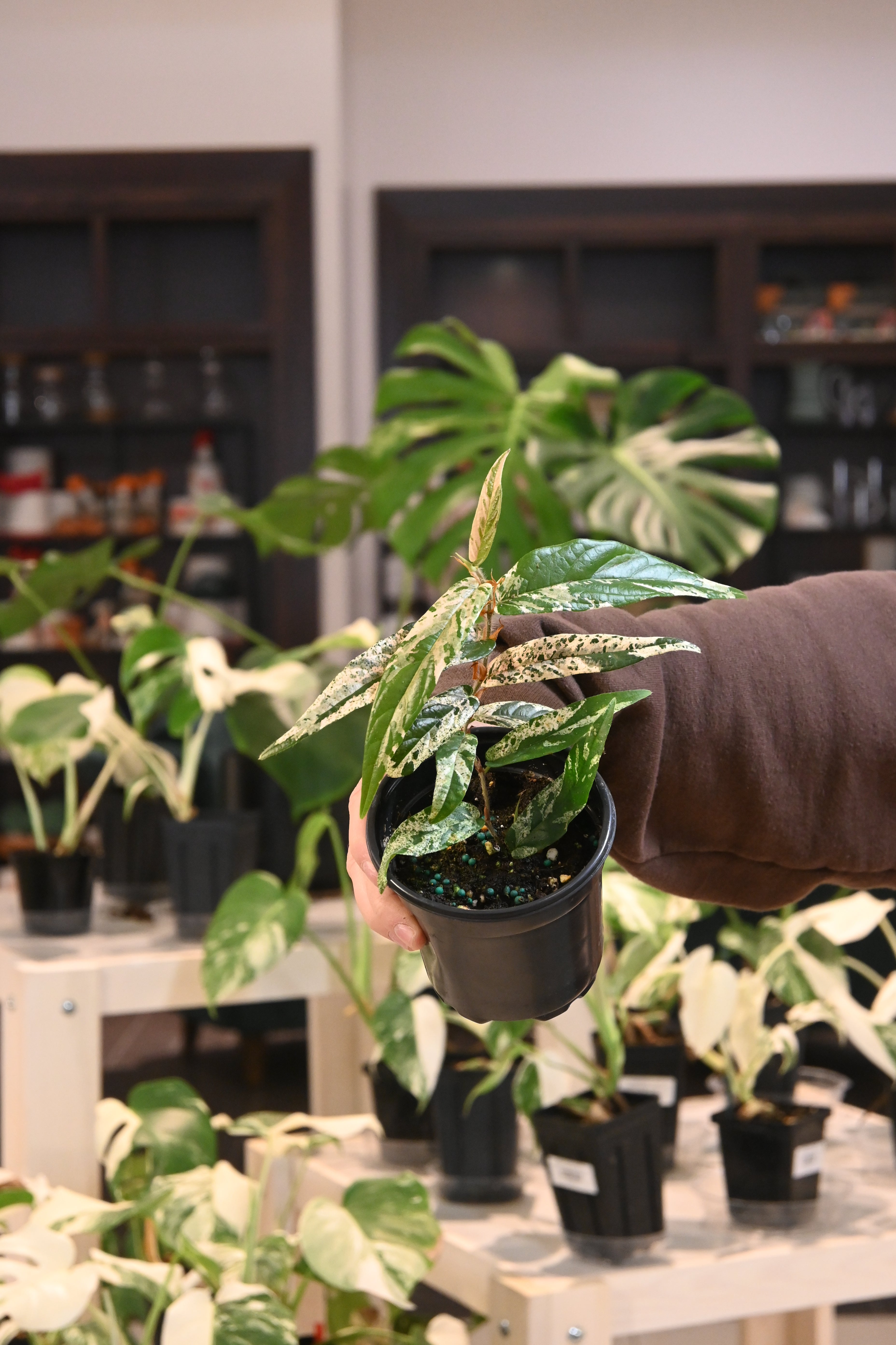Ficus Sagittata Variegated