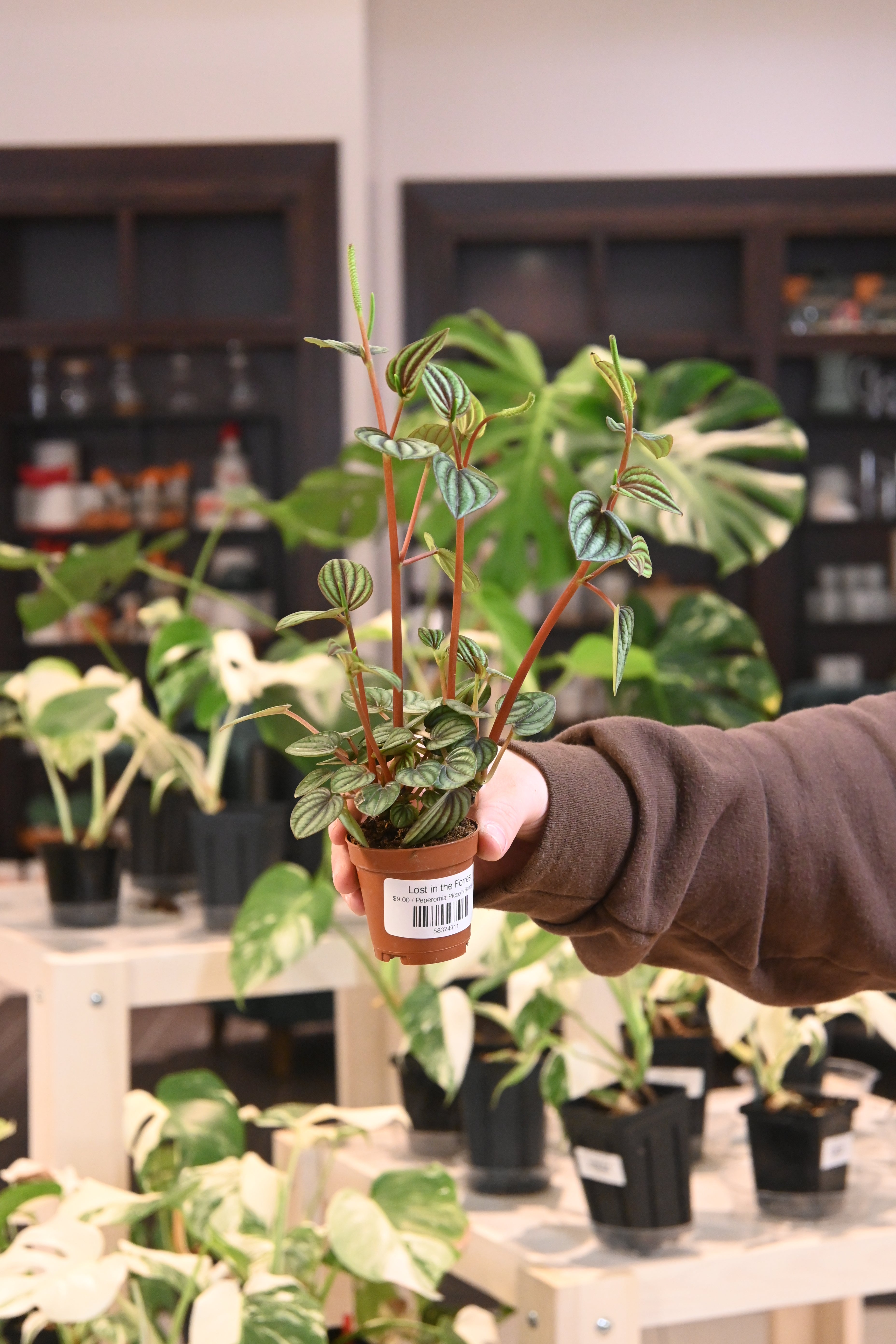 Peperomia Piccolo Banda