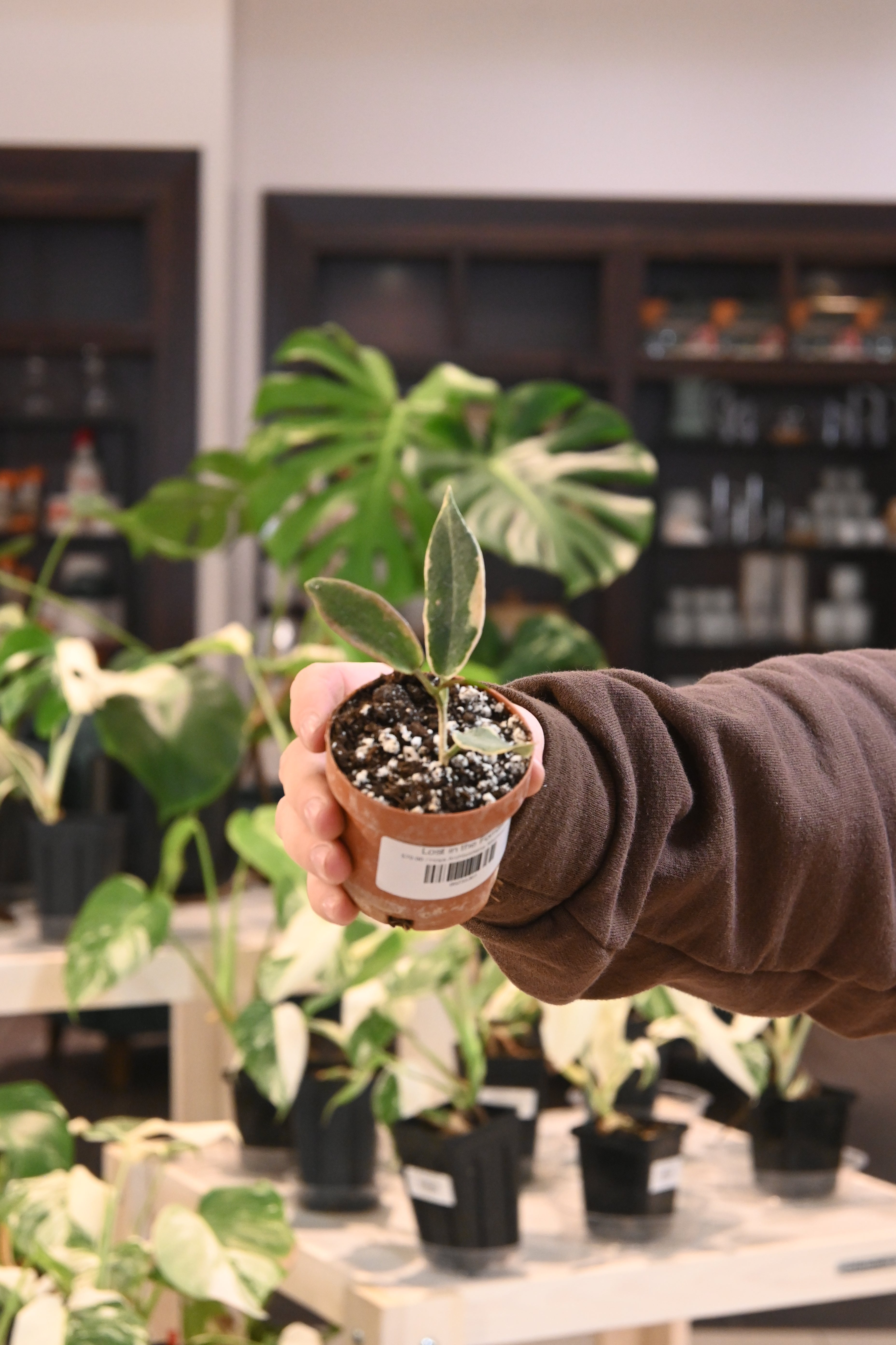 Hoya Archboldiana Albomarginata