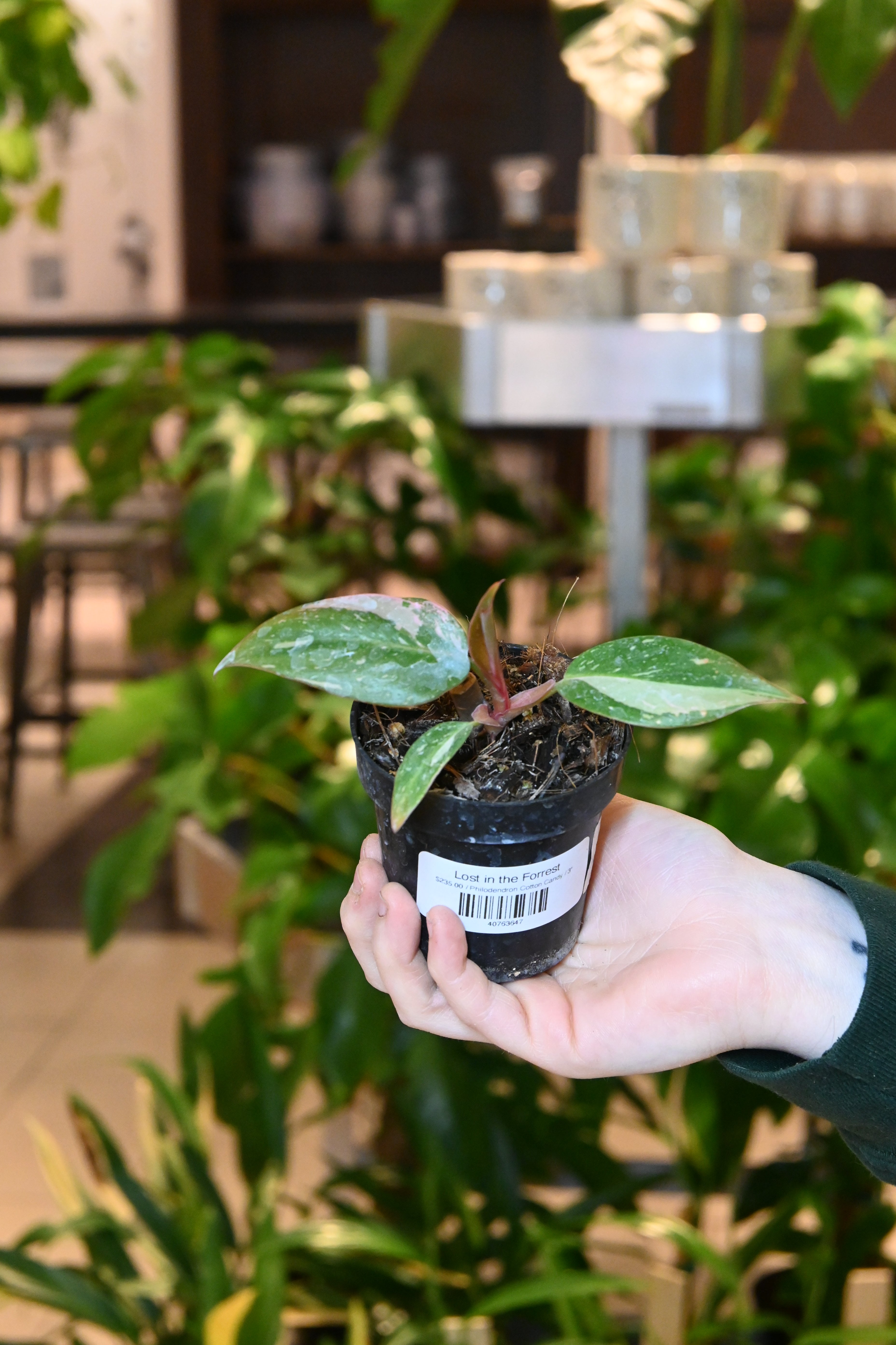 Philodendron Cotton Candy