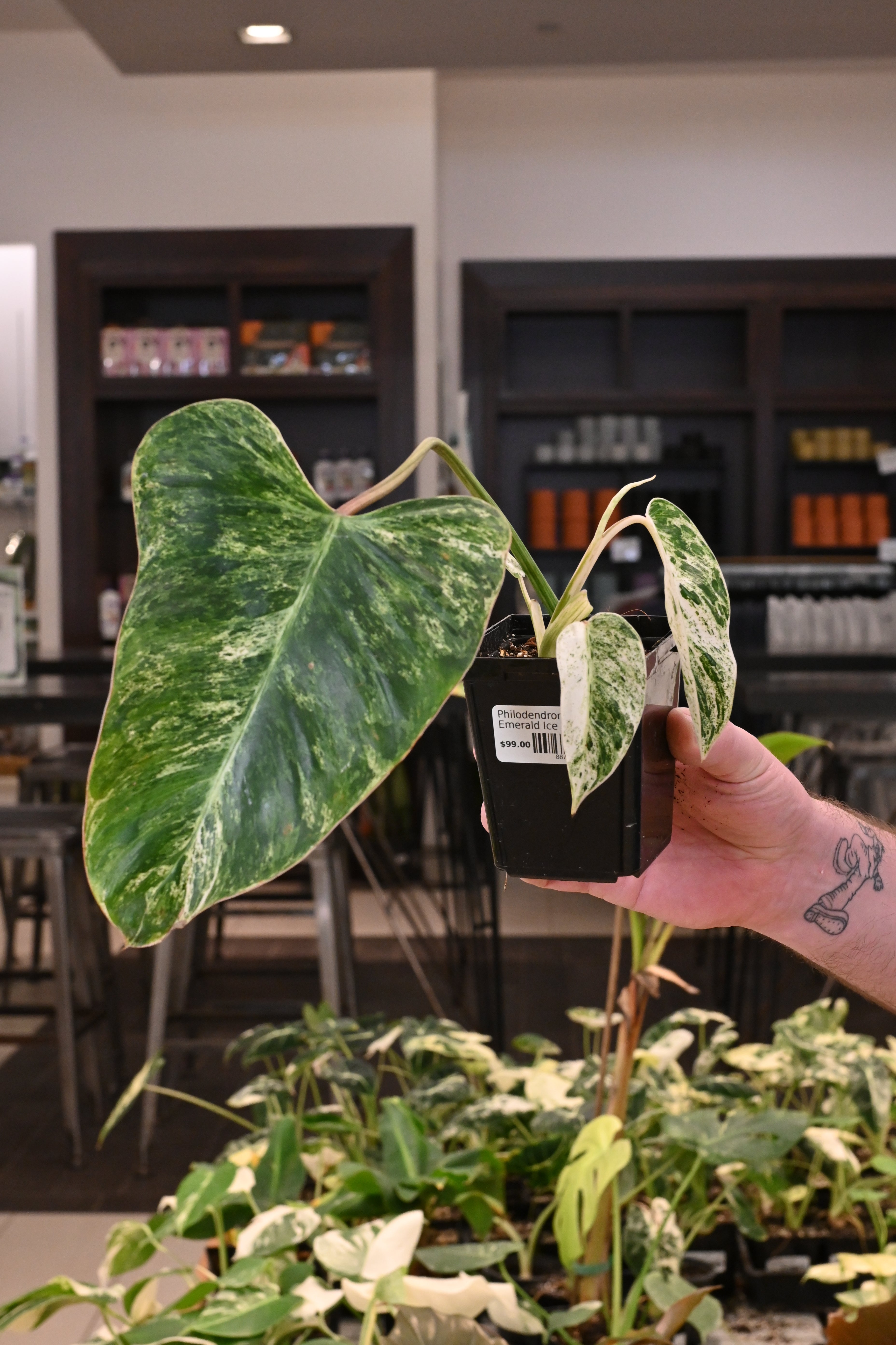 Philodendron Emerald Ice