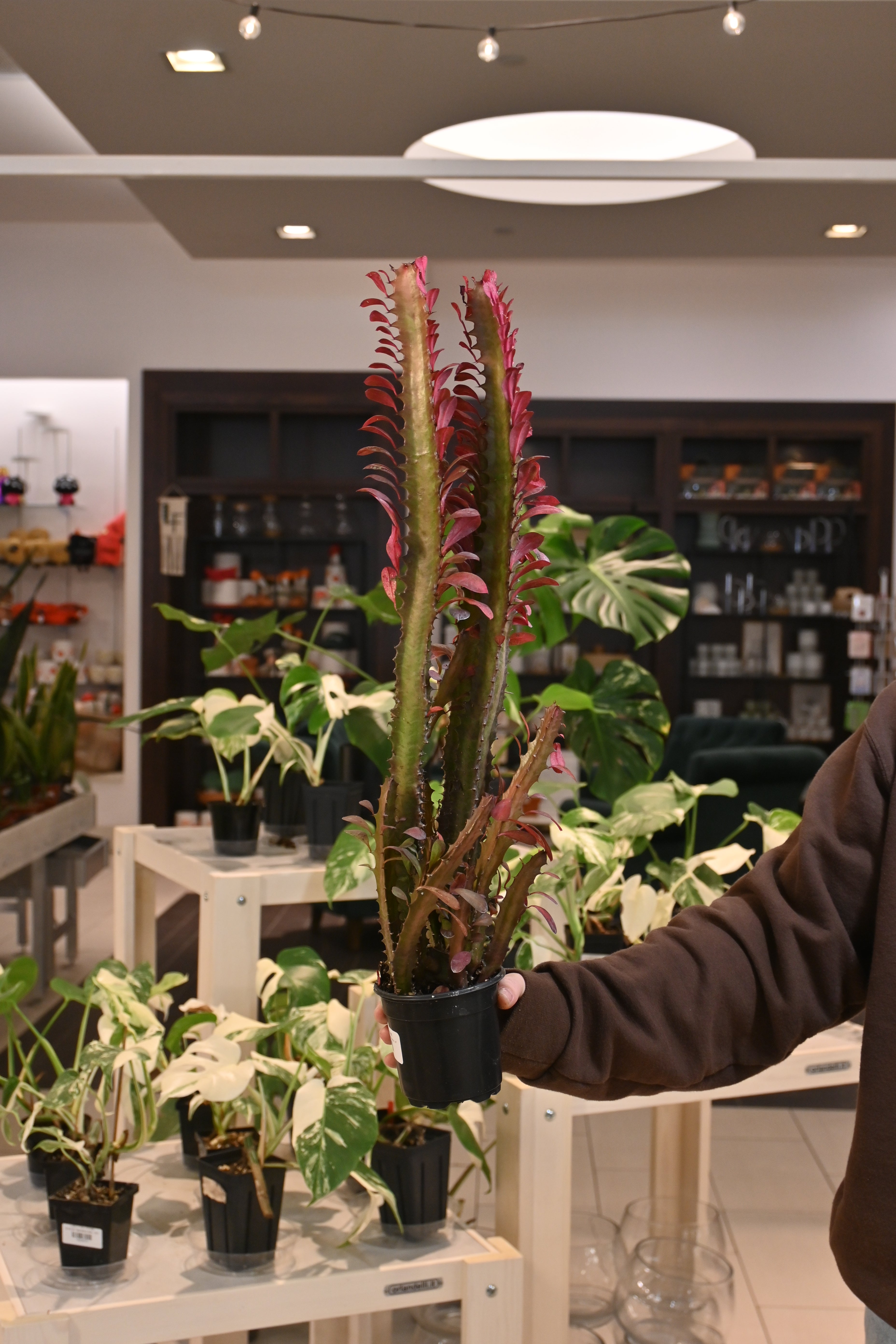 Euphorbia Trigona Rubra
