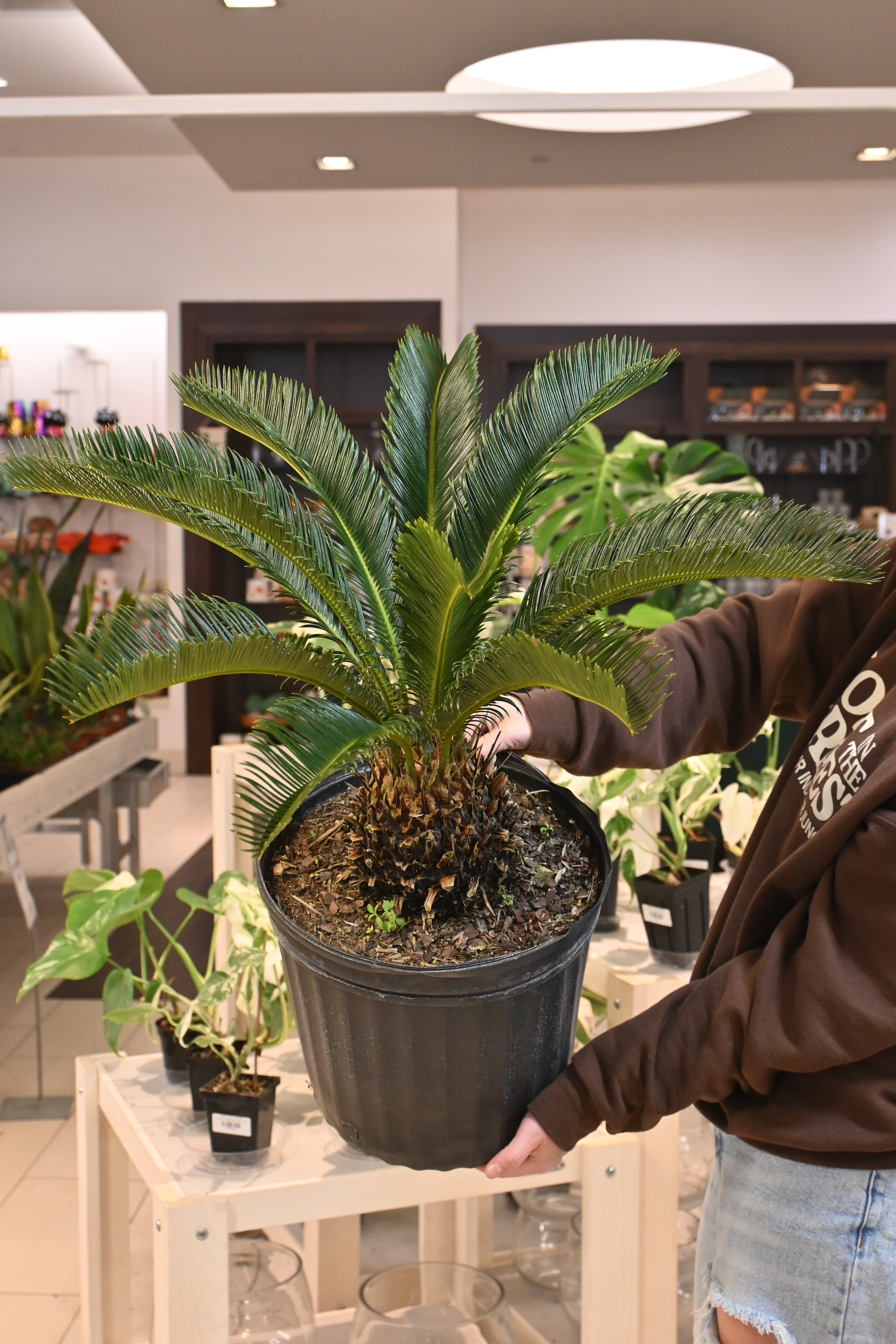 King Sago Palm