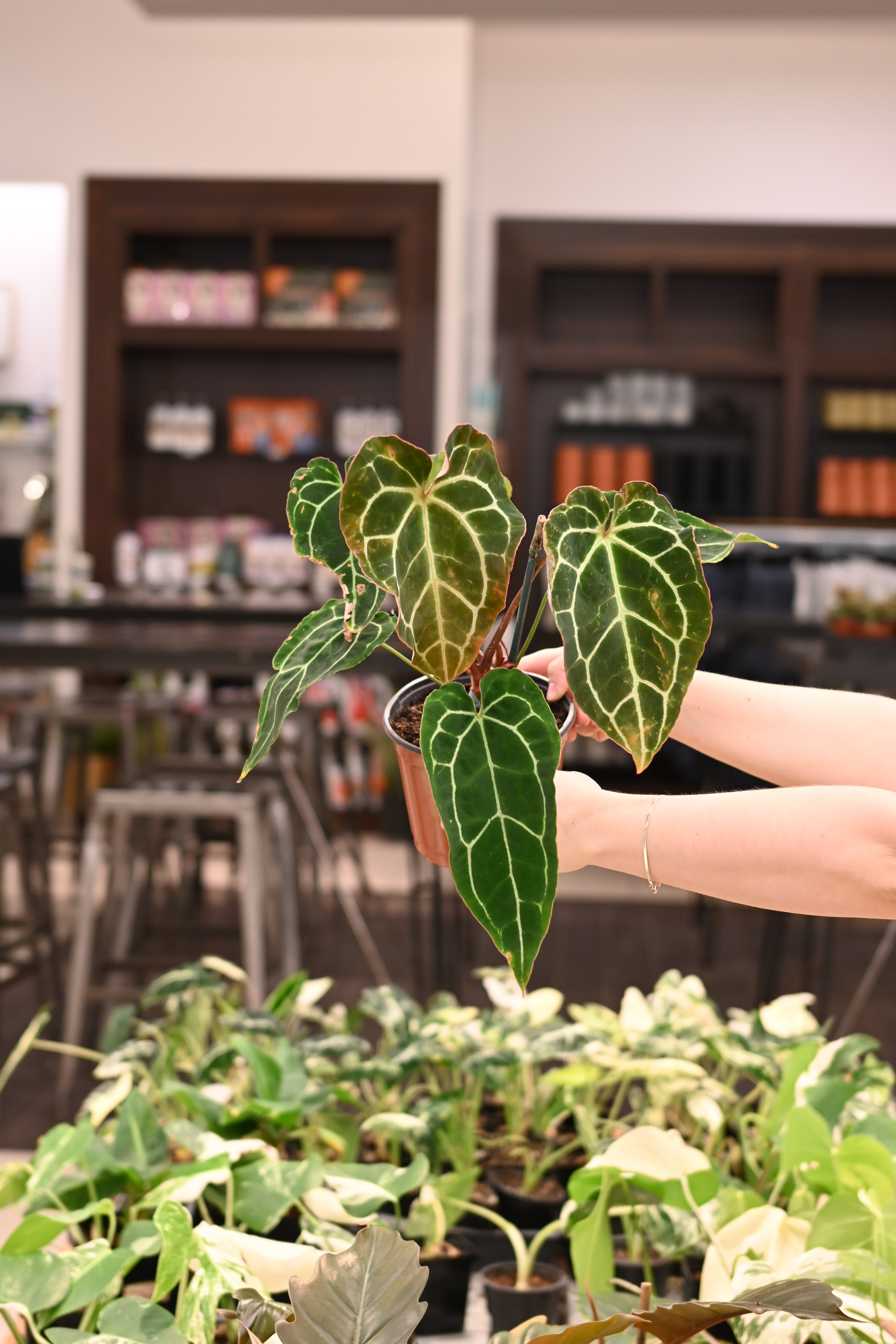 Anthurium Crystallinum