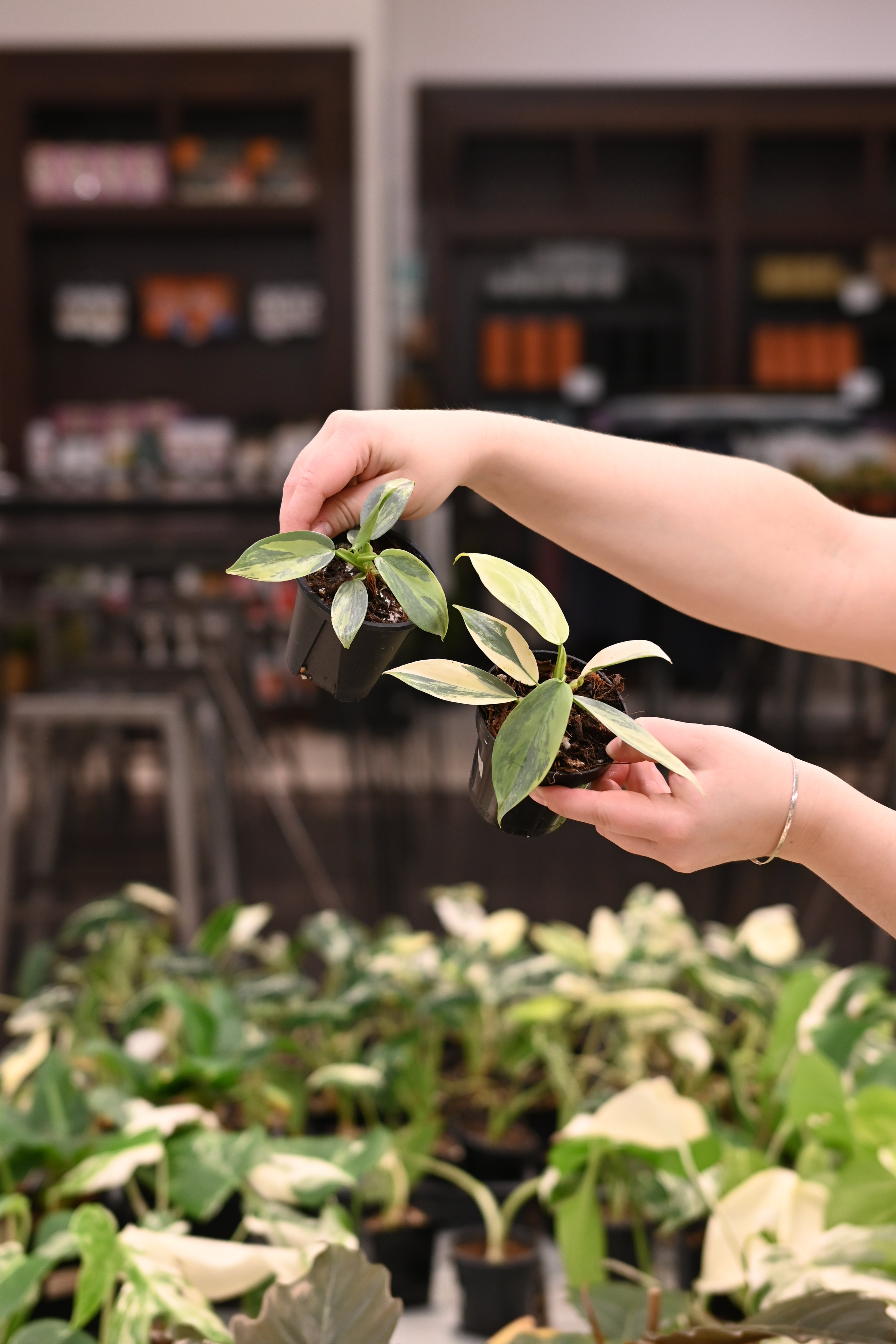 Philodendron Variegated Silver Sword – Lost in the Forrest