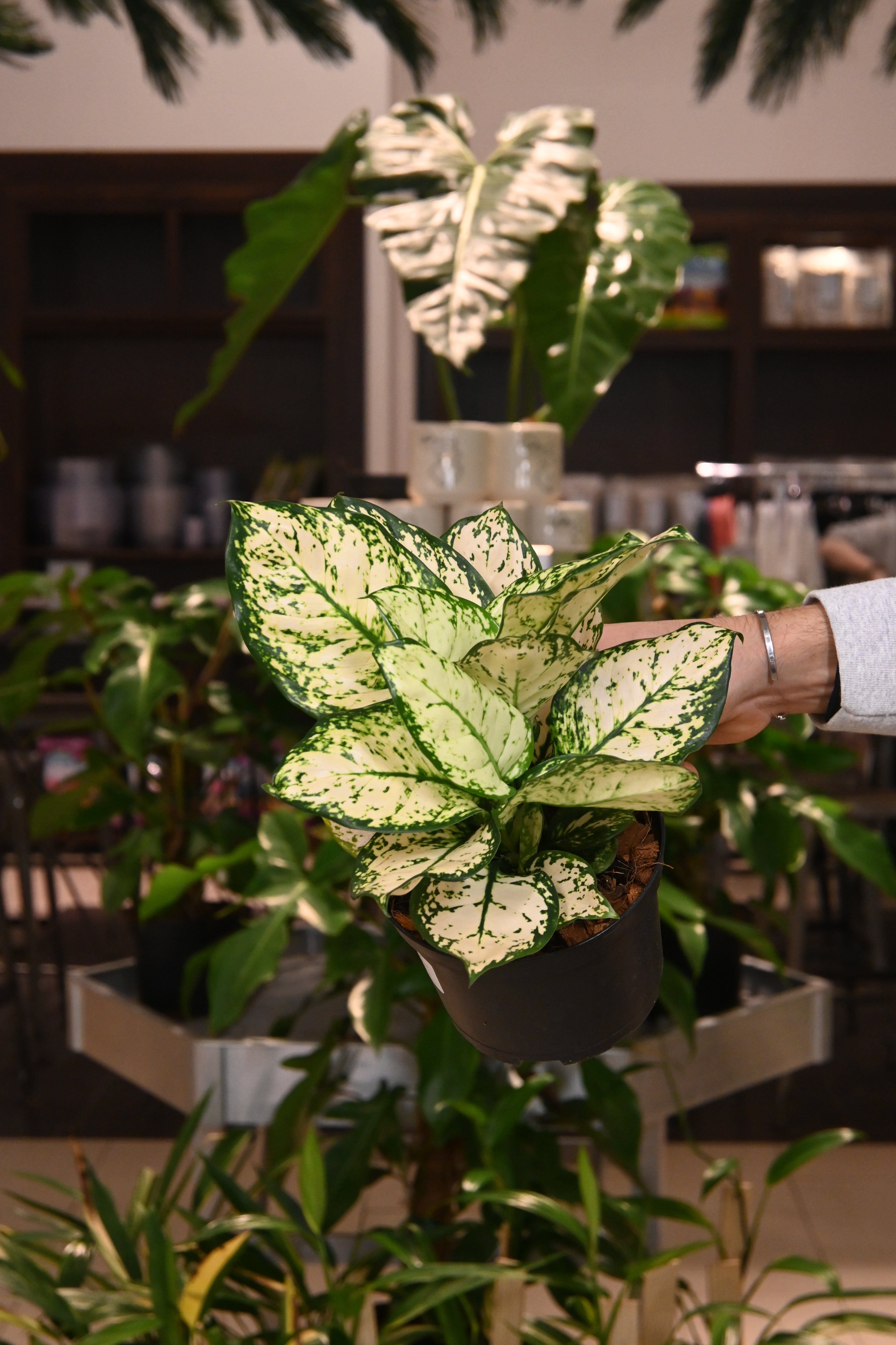 Aglaonema Variegata Pearls