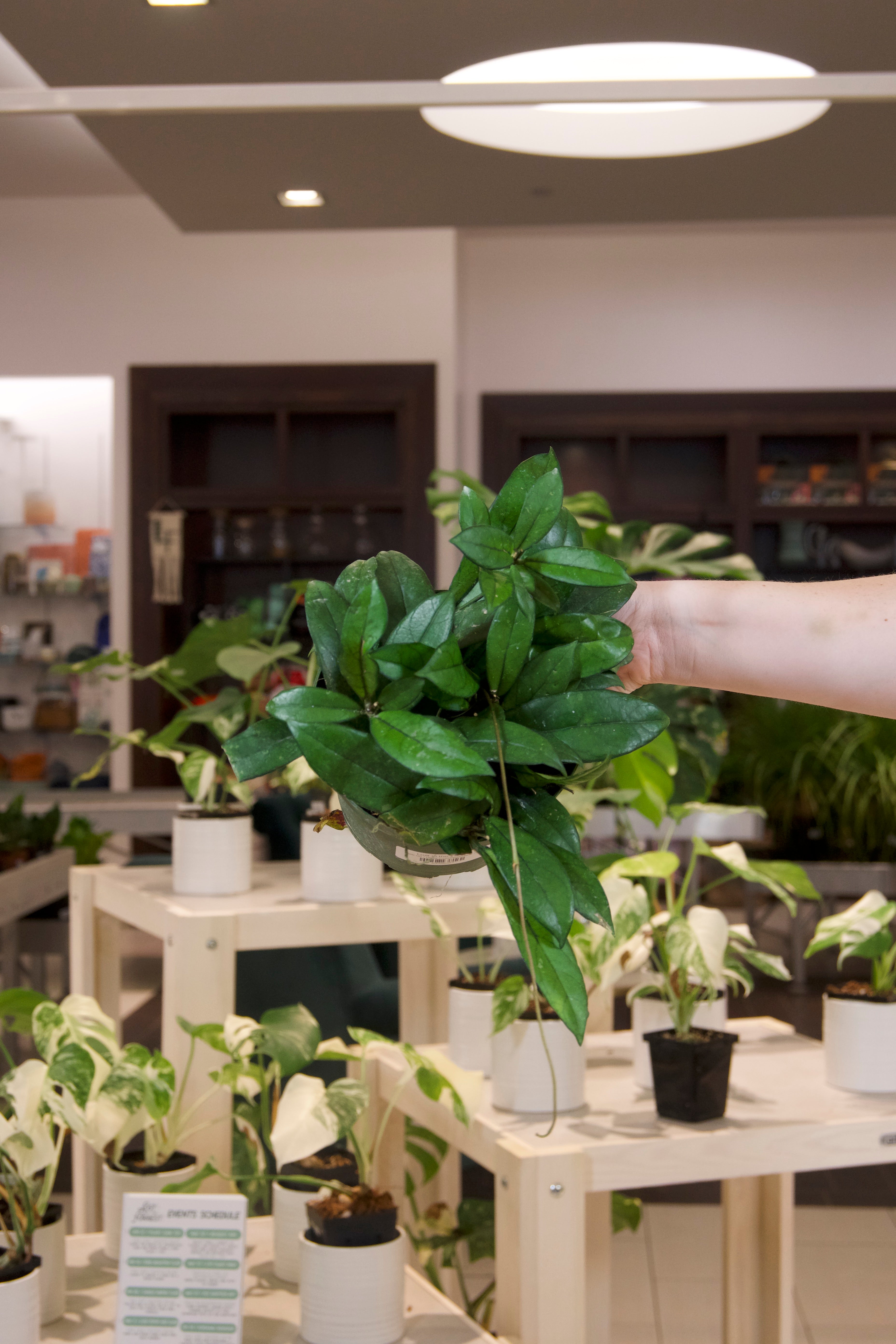 Hoya Crassipetiolata