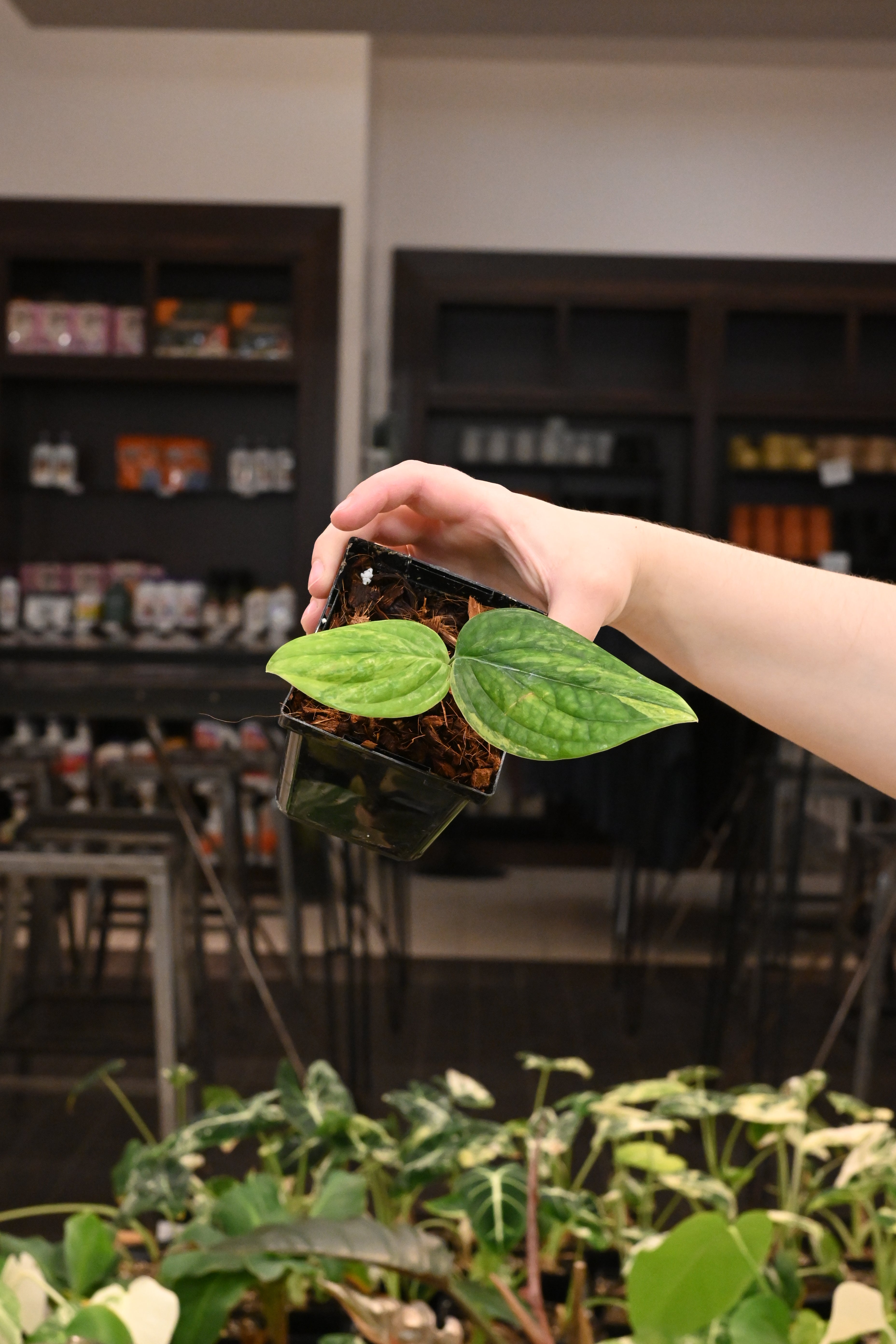 Monstera Peru Variegated
