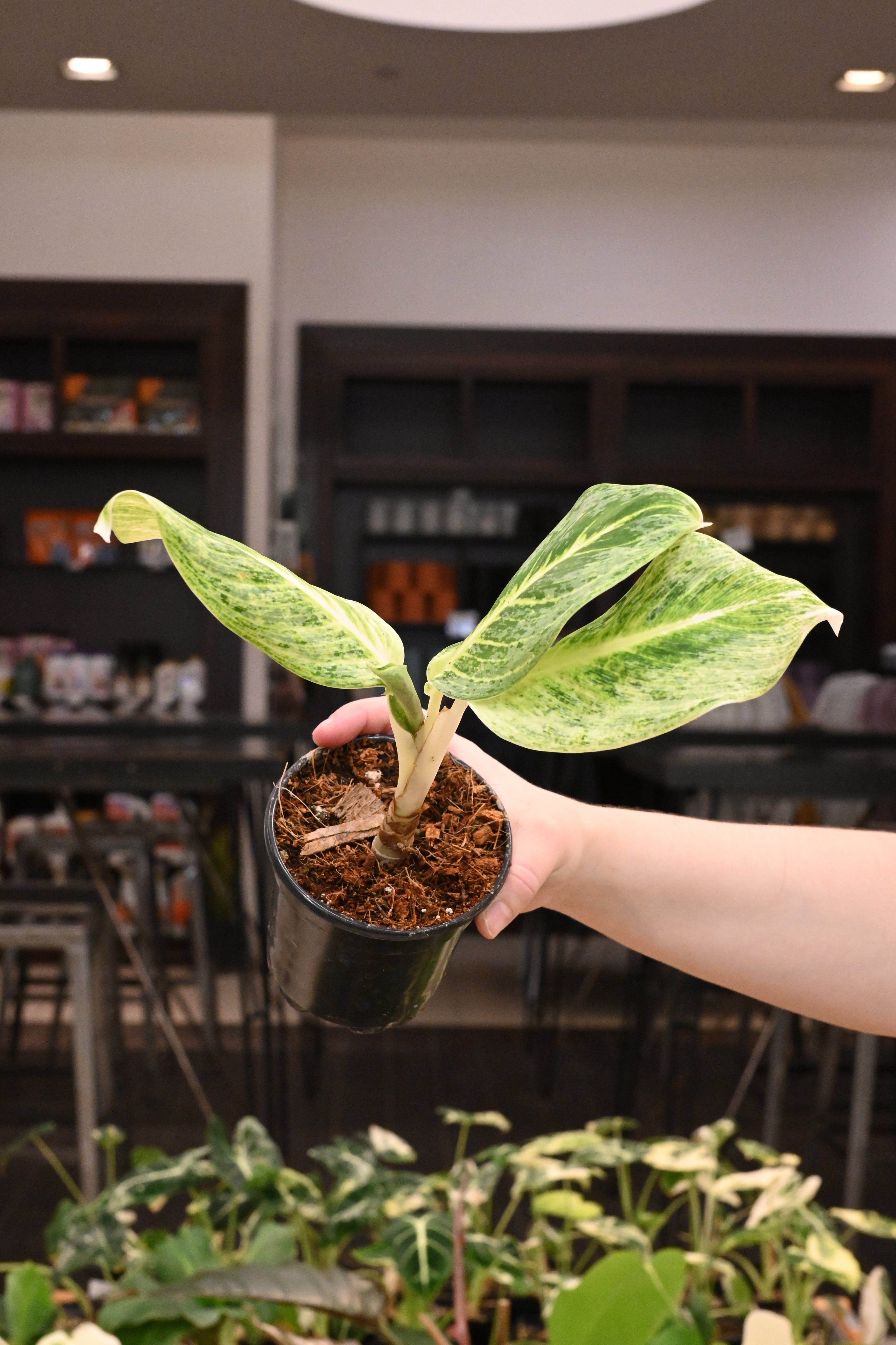Aglaonema Honey Lemon