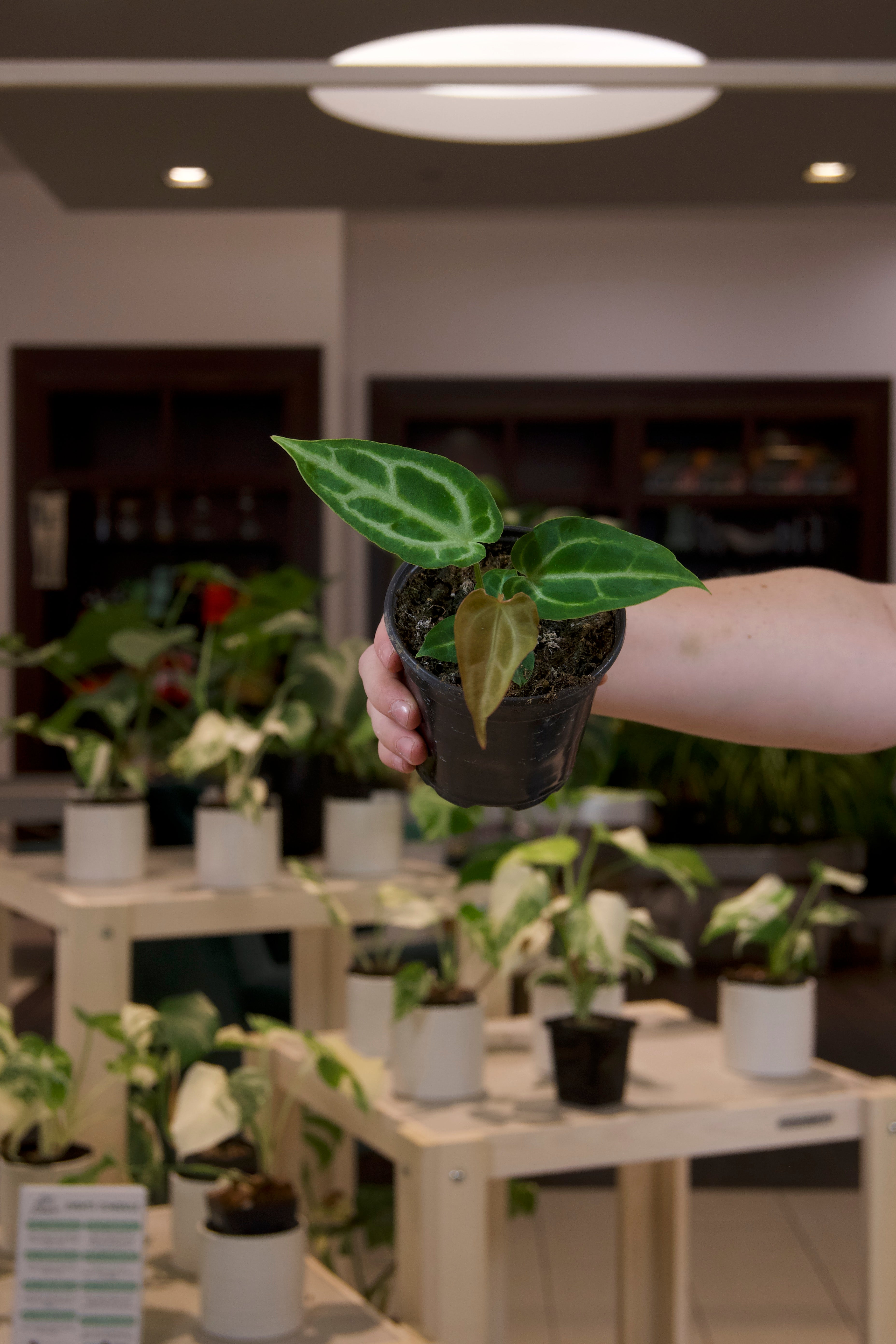 Anthurium Crystallinum Hope x Magnificum