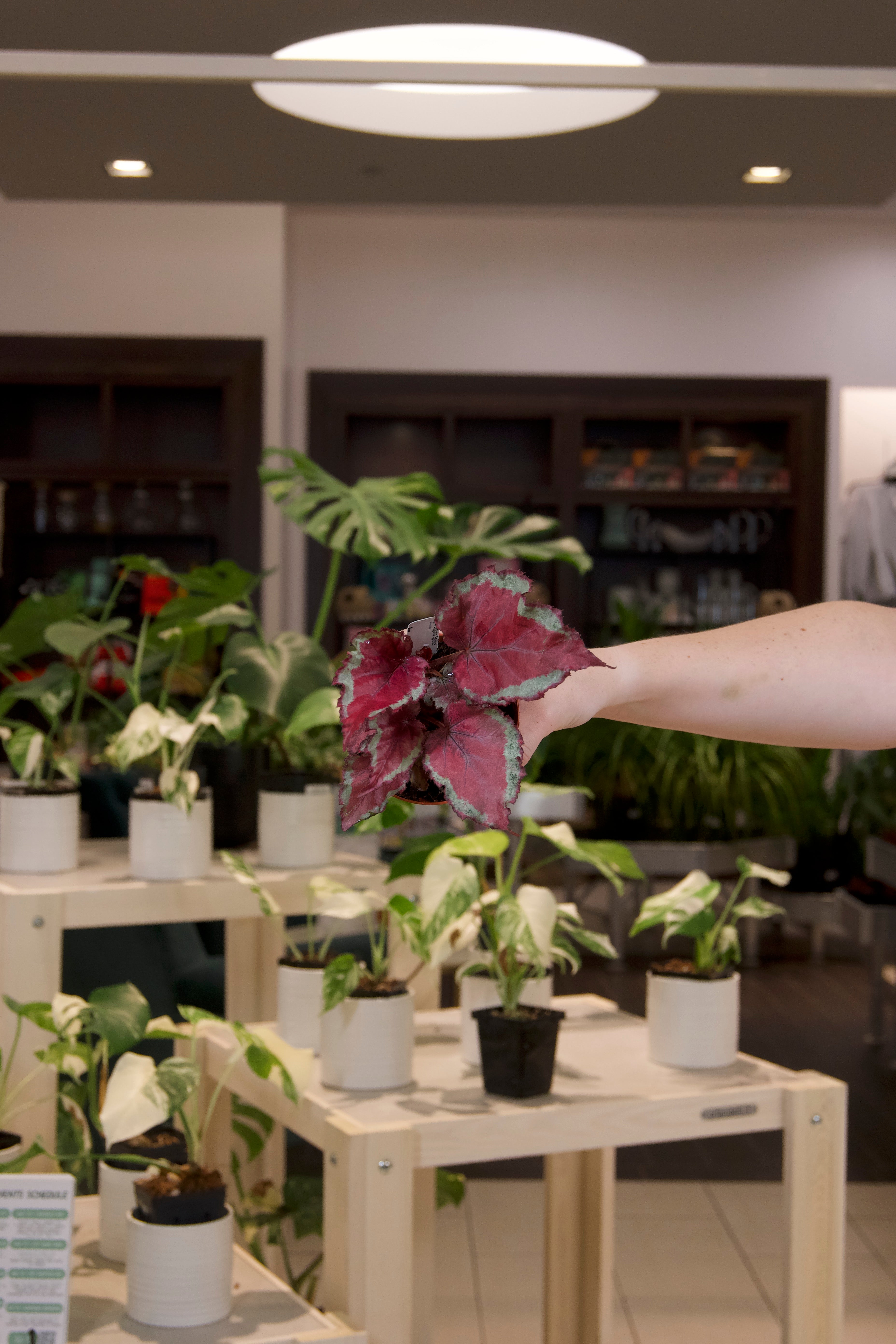 Begonia Rex