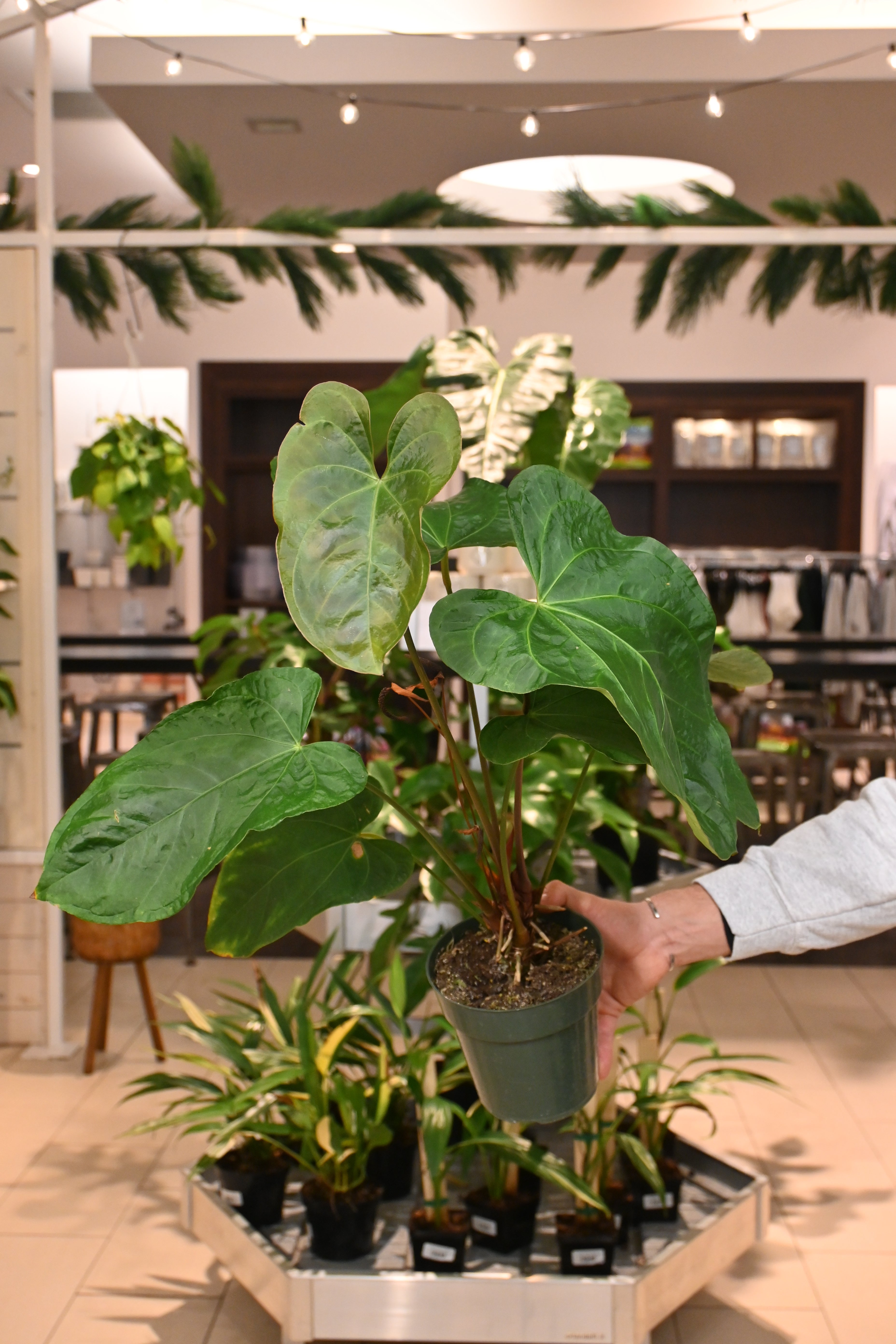 ace indoor plants Anthurium Ace of Spades x Pink Flower – Lost in the Forrest