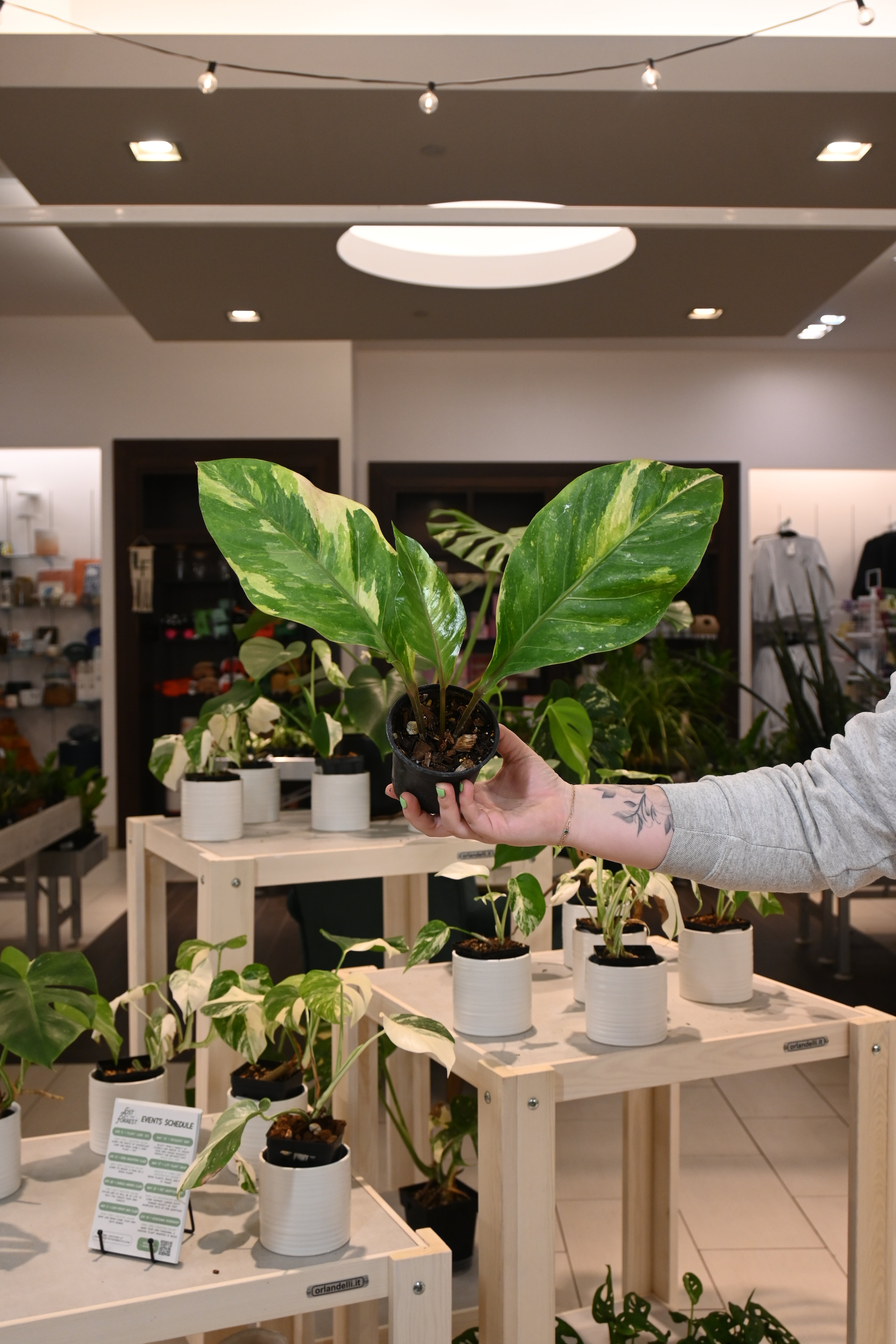 Anthurium Renaissance