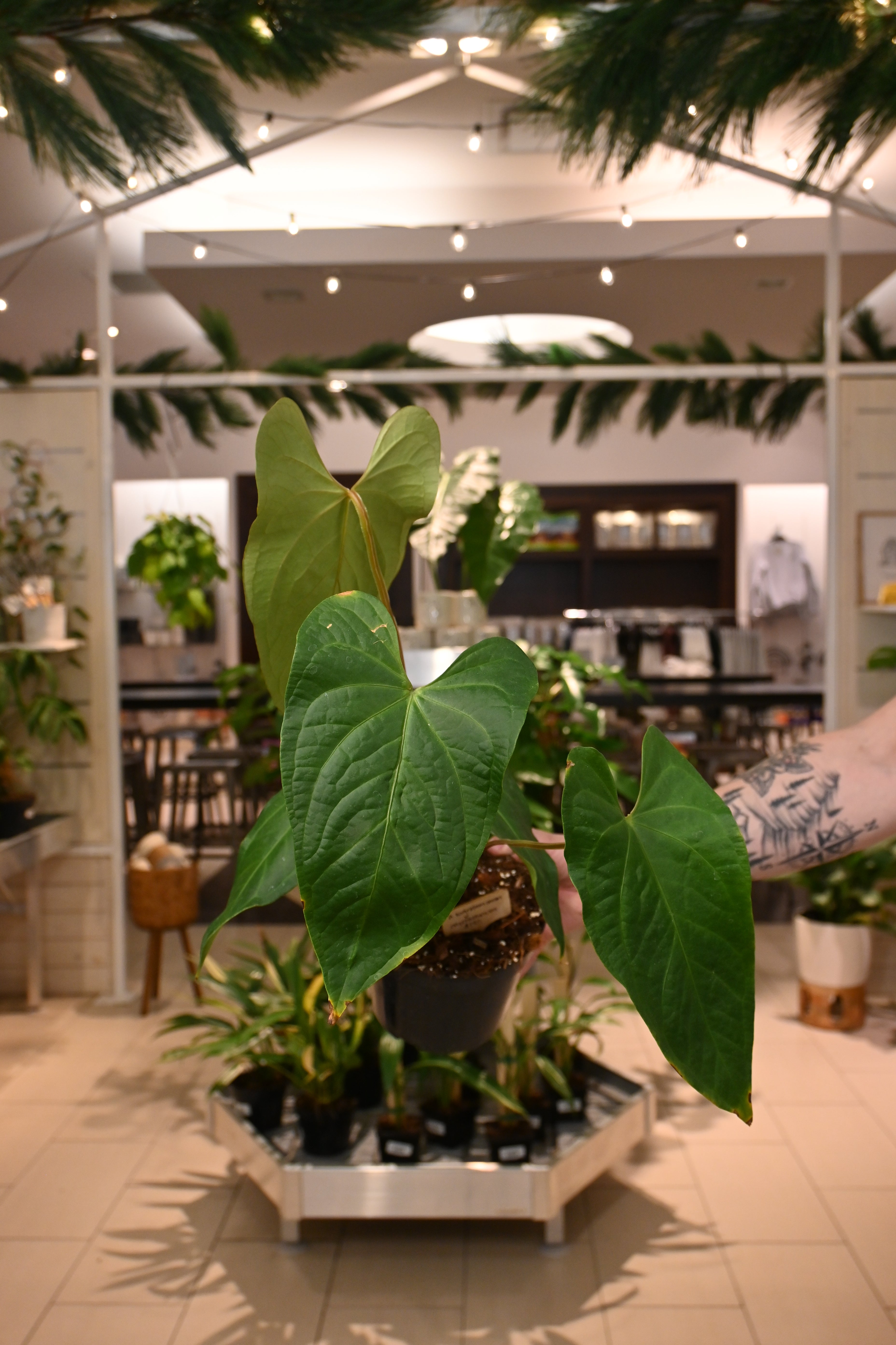 anthurium crystallinum big Anthurium Nigrolaminum x Crystallinum – Lost in the Forrest
