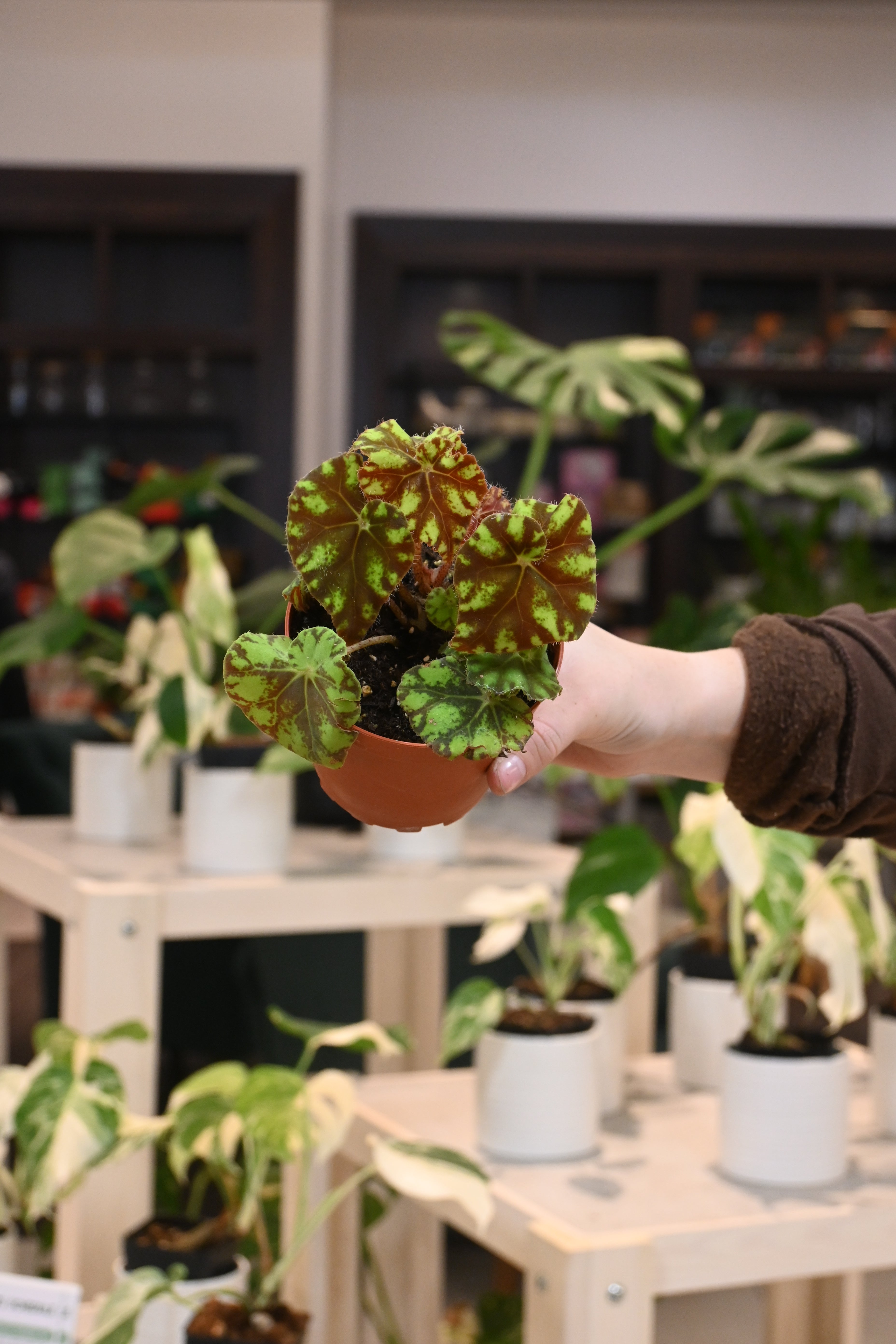 Begonia Rex