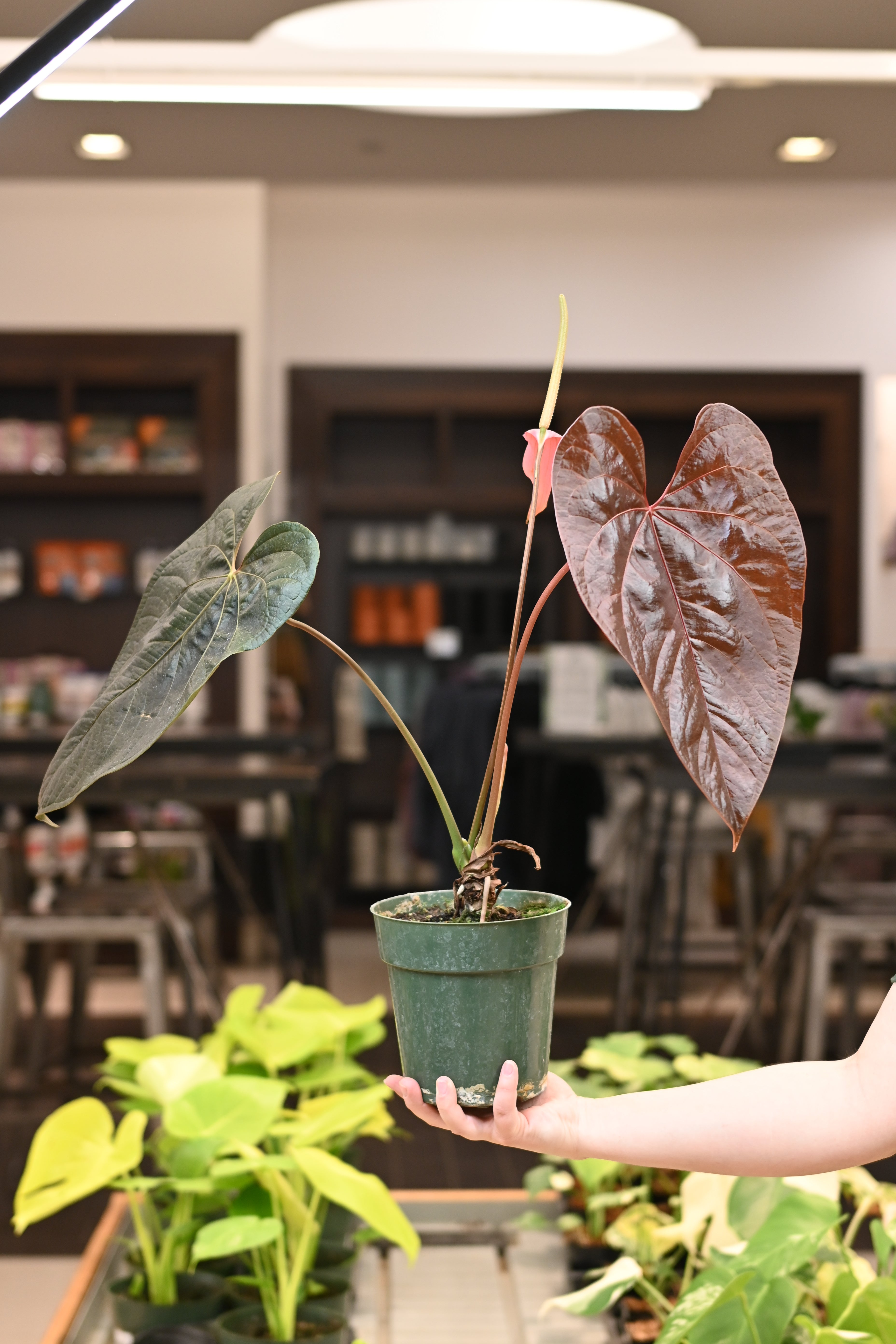 Anthurium Queen of Hearts