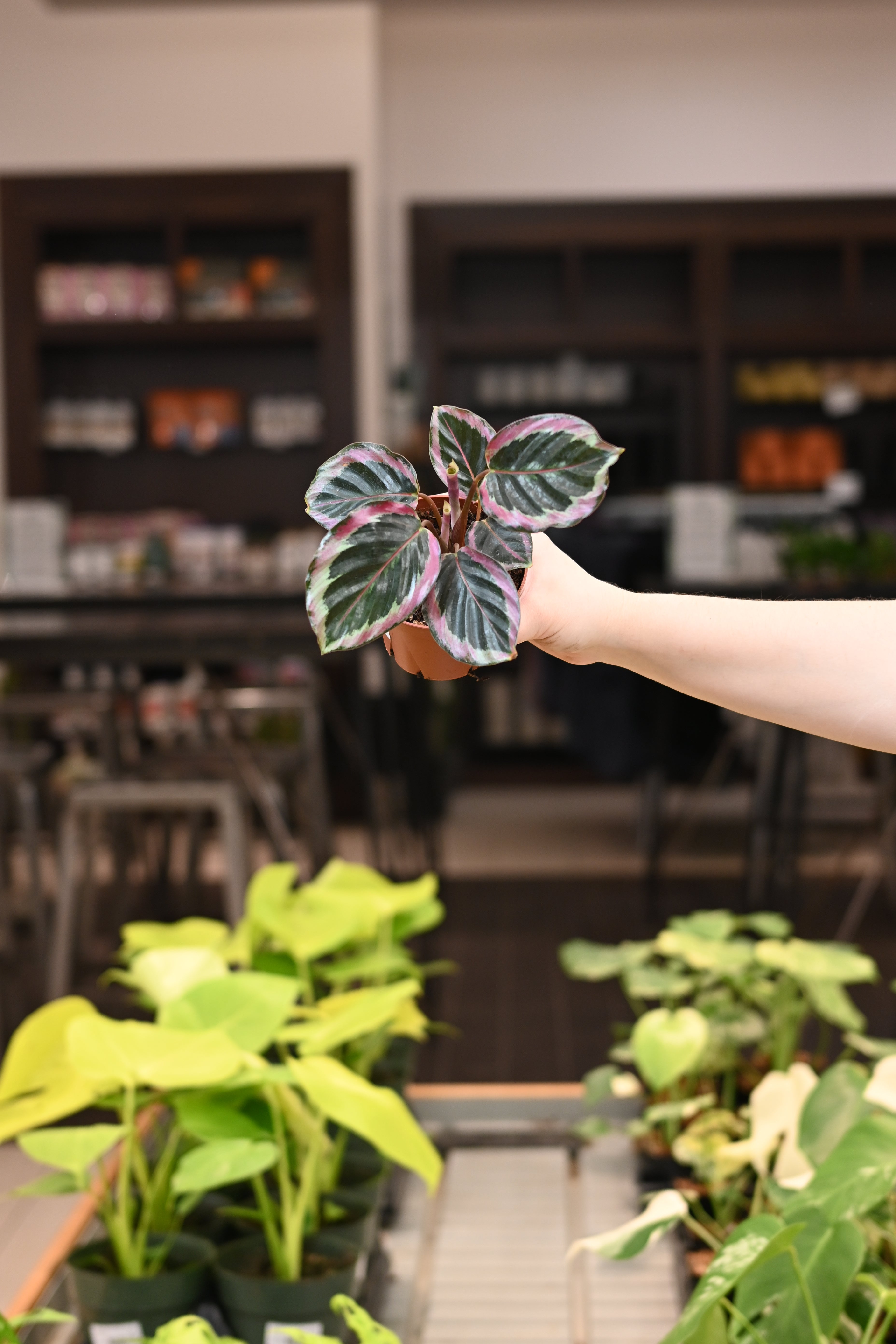 Calathea Shine Star