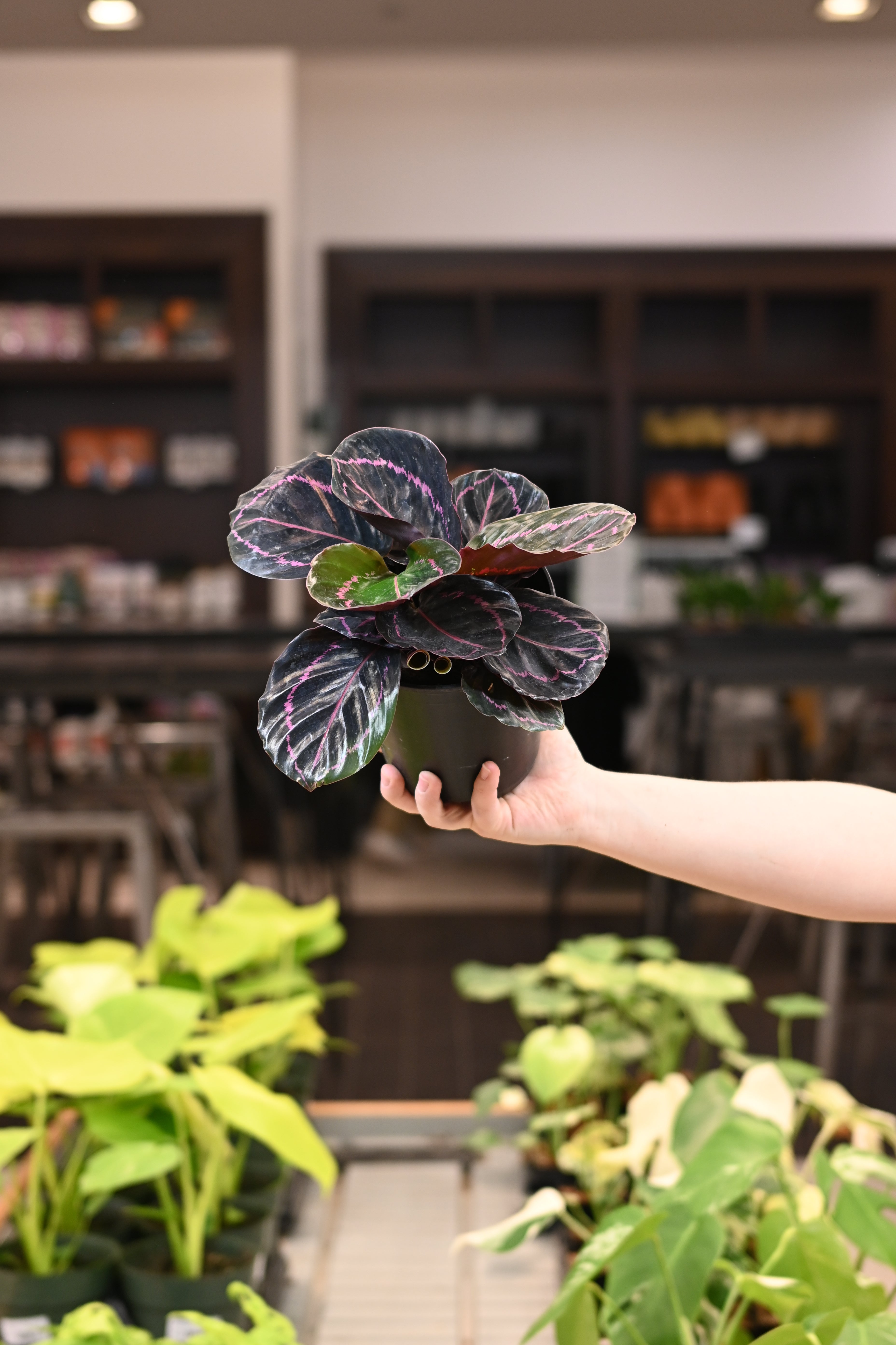 Calathea Dottie