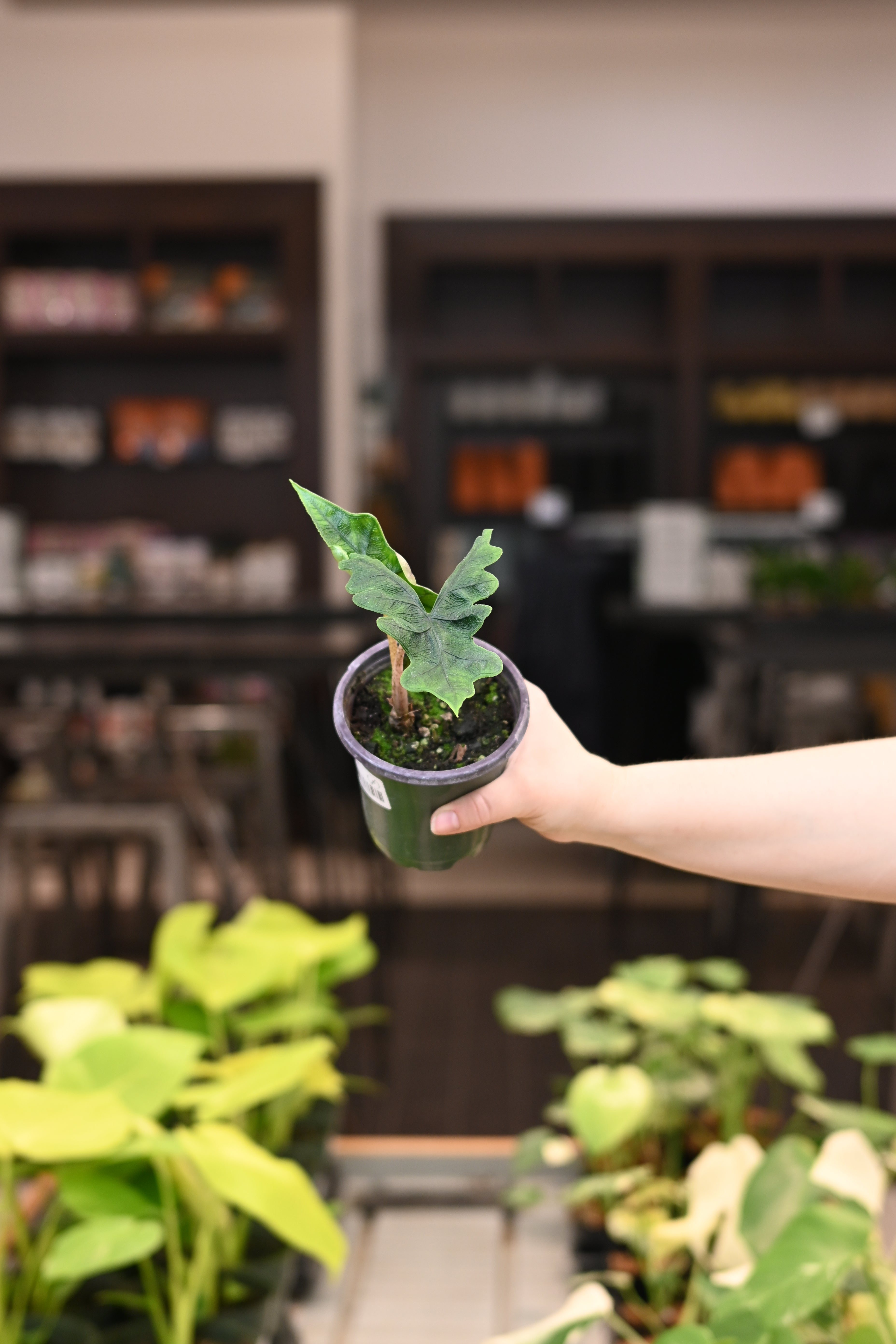 Alocasia Jacklyn