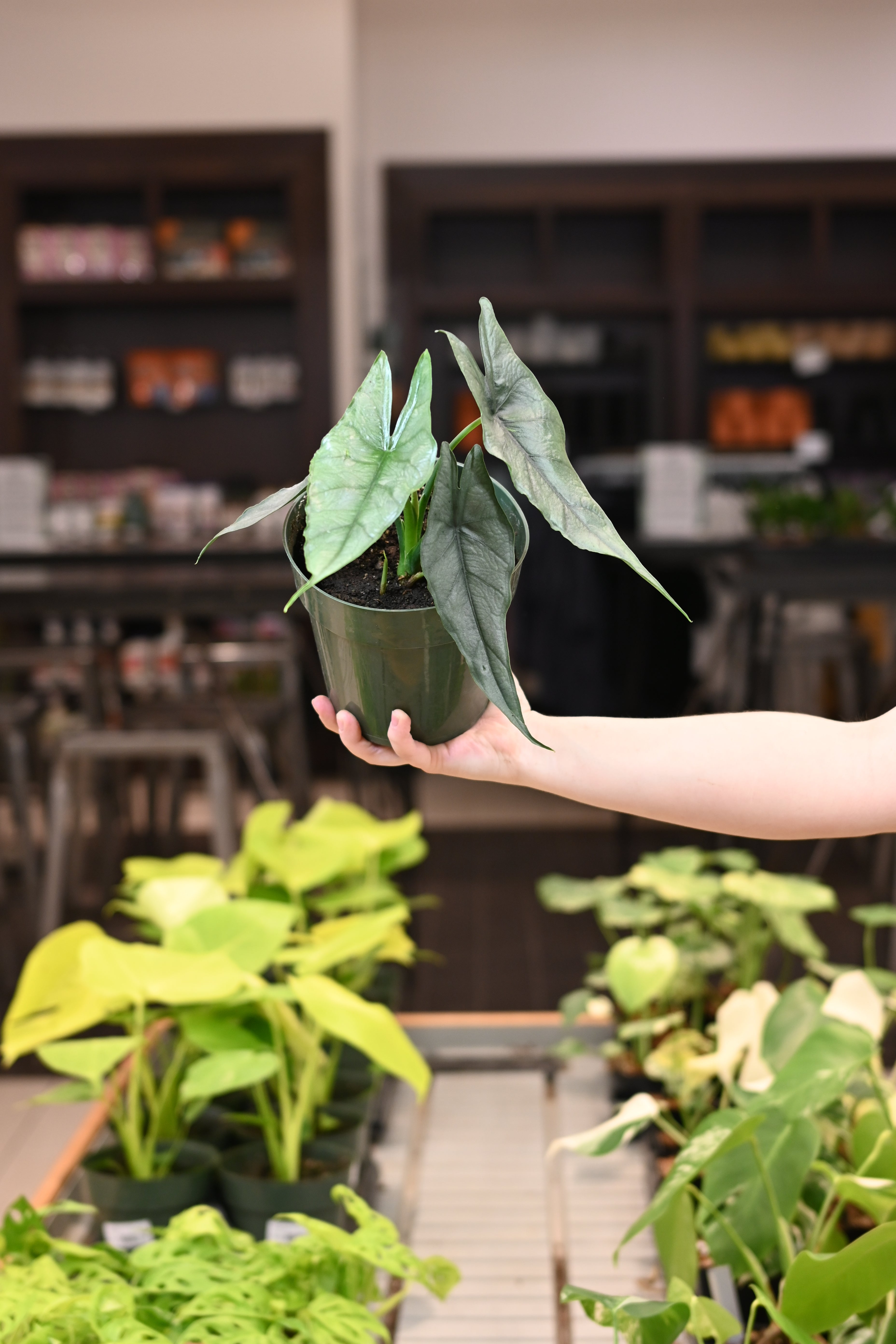 Alocasia Heterophylla Dragon&