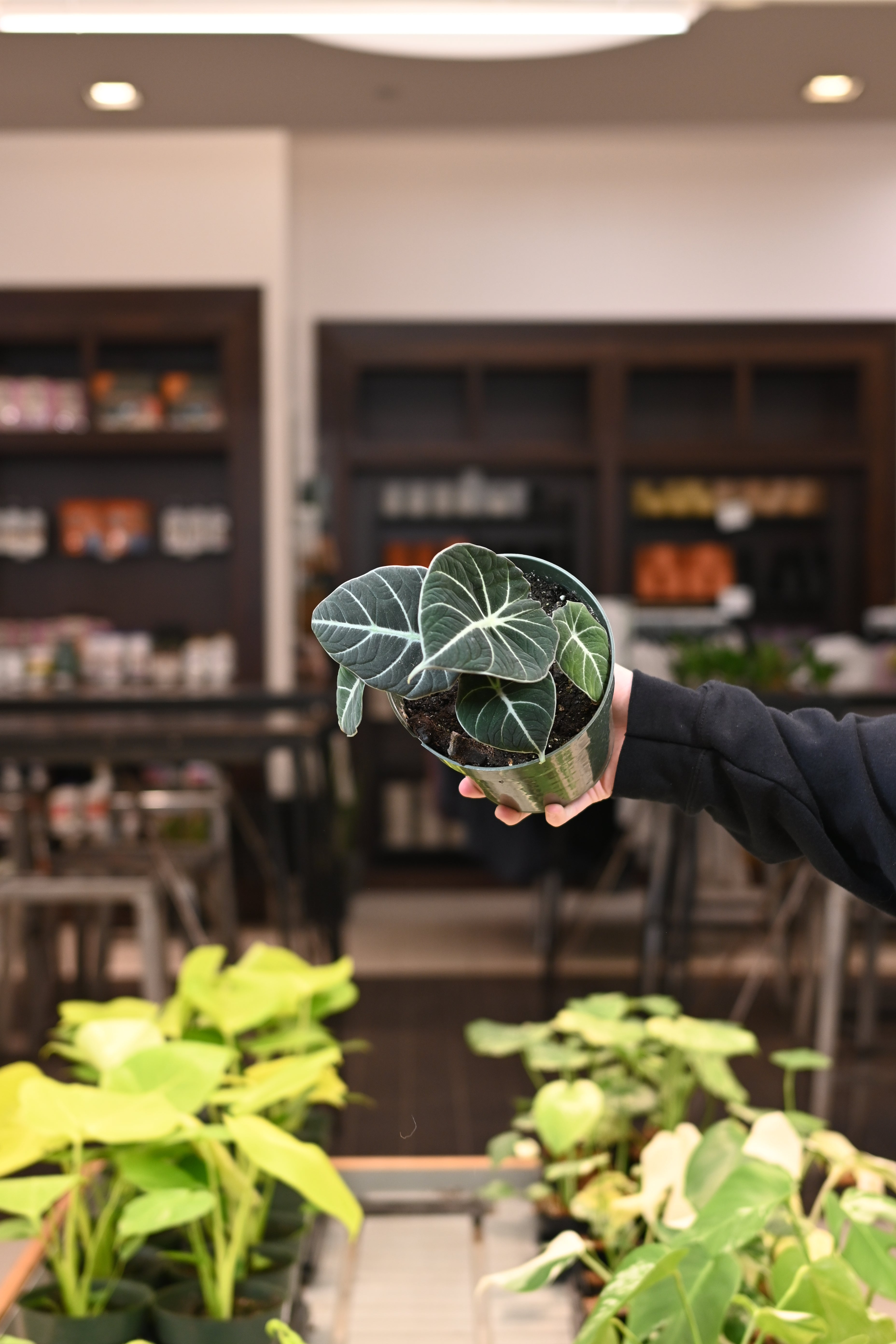 Alocasia Black Velvet