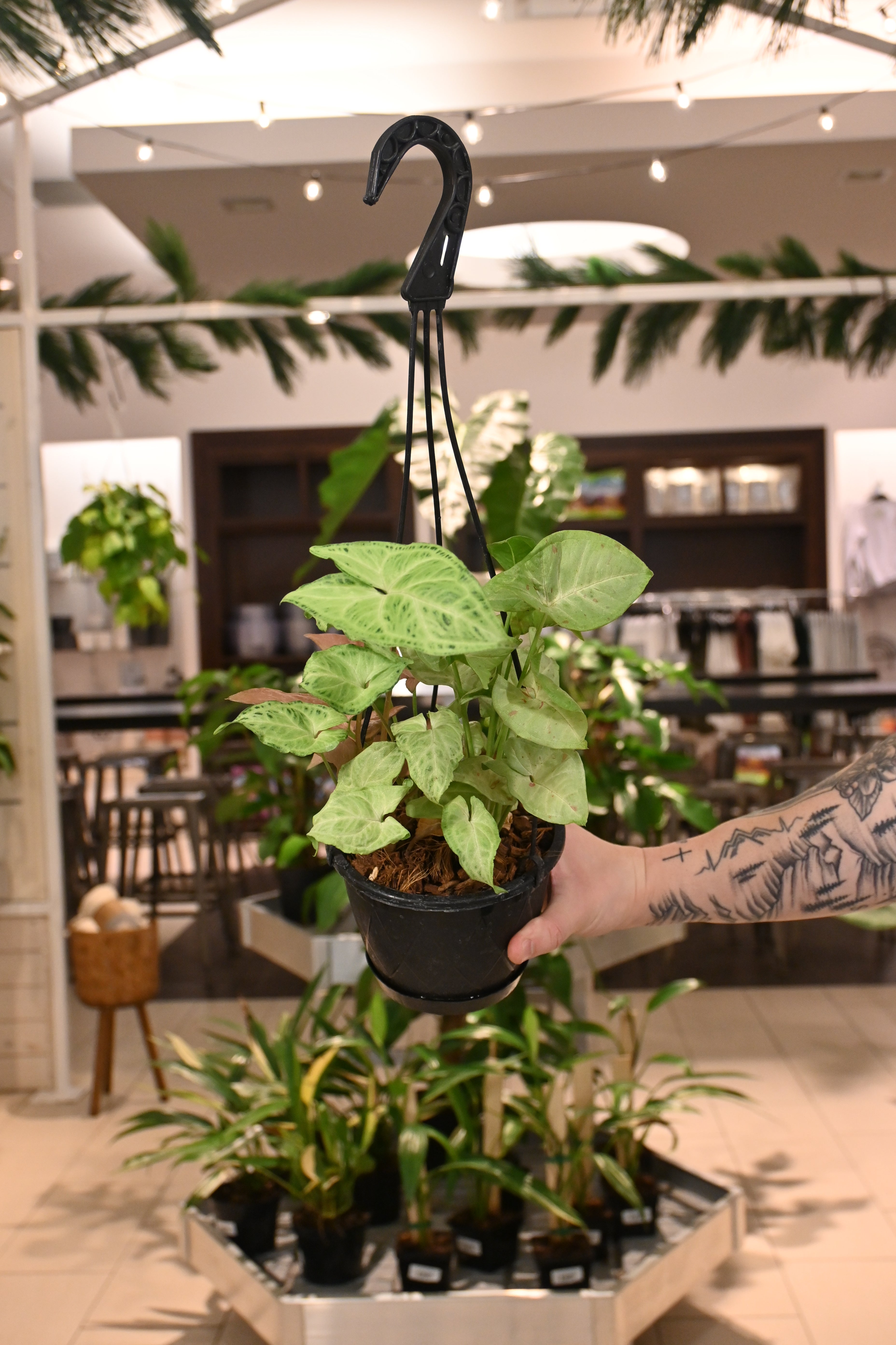 Syngonium Trio Hanging Basket