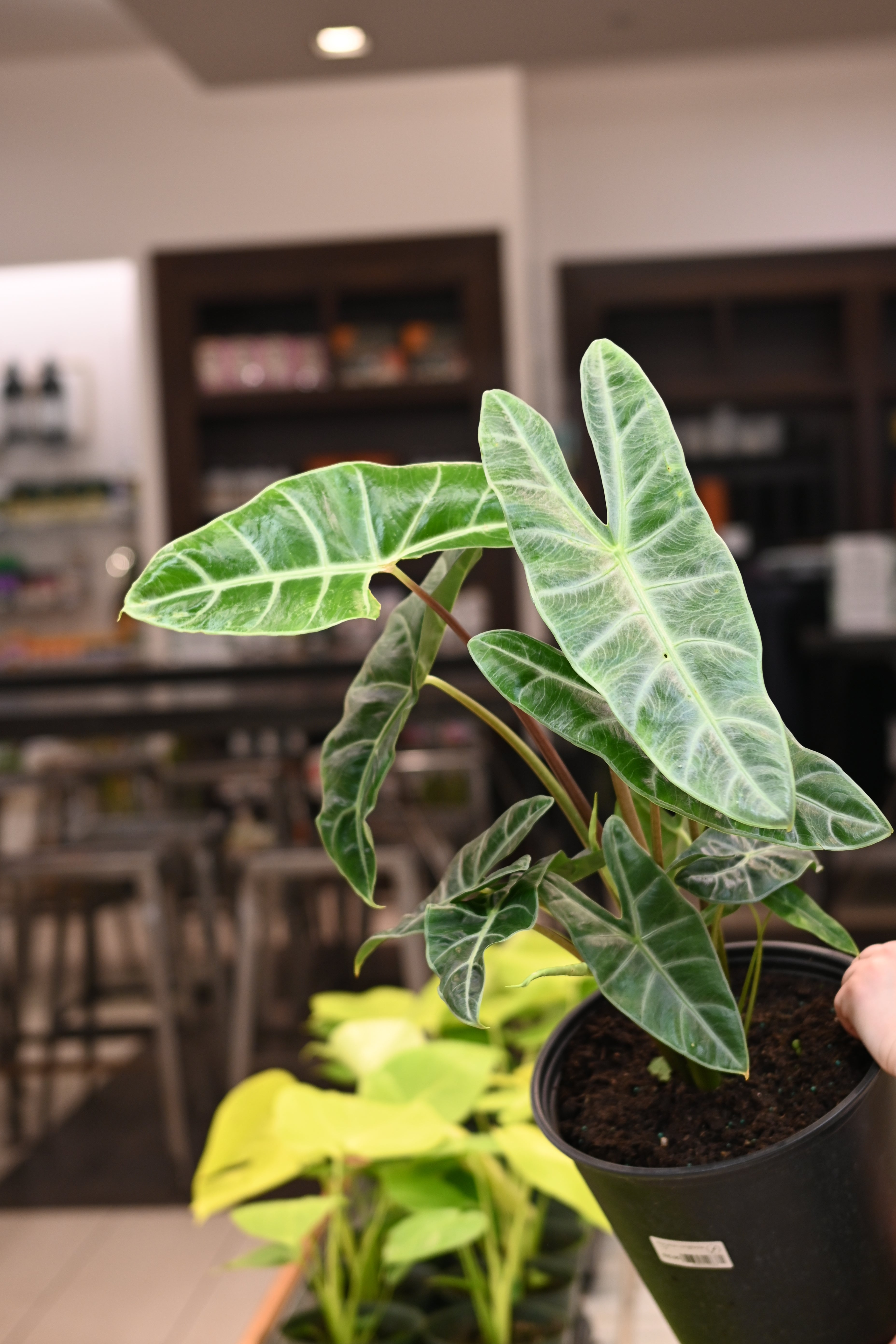 Alocasia Longibola
