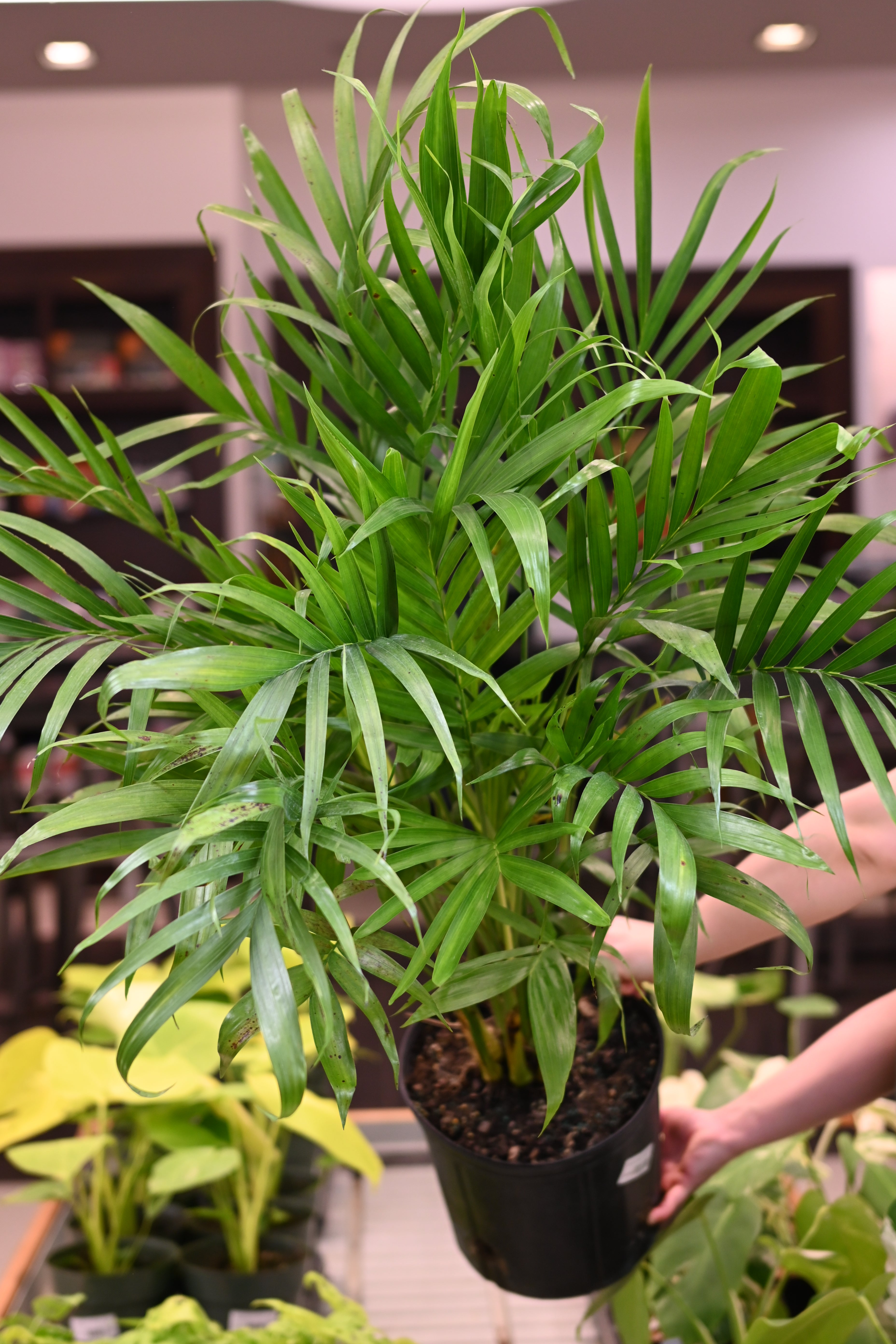 Neanthe Bella Palm