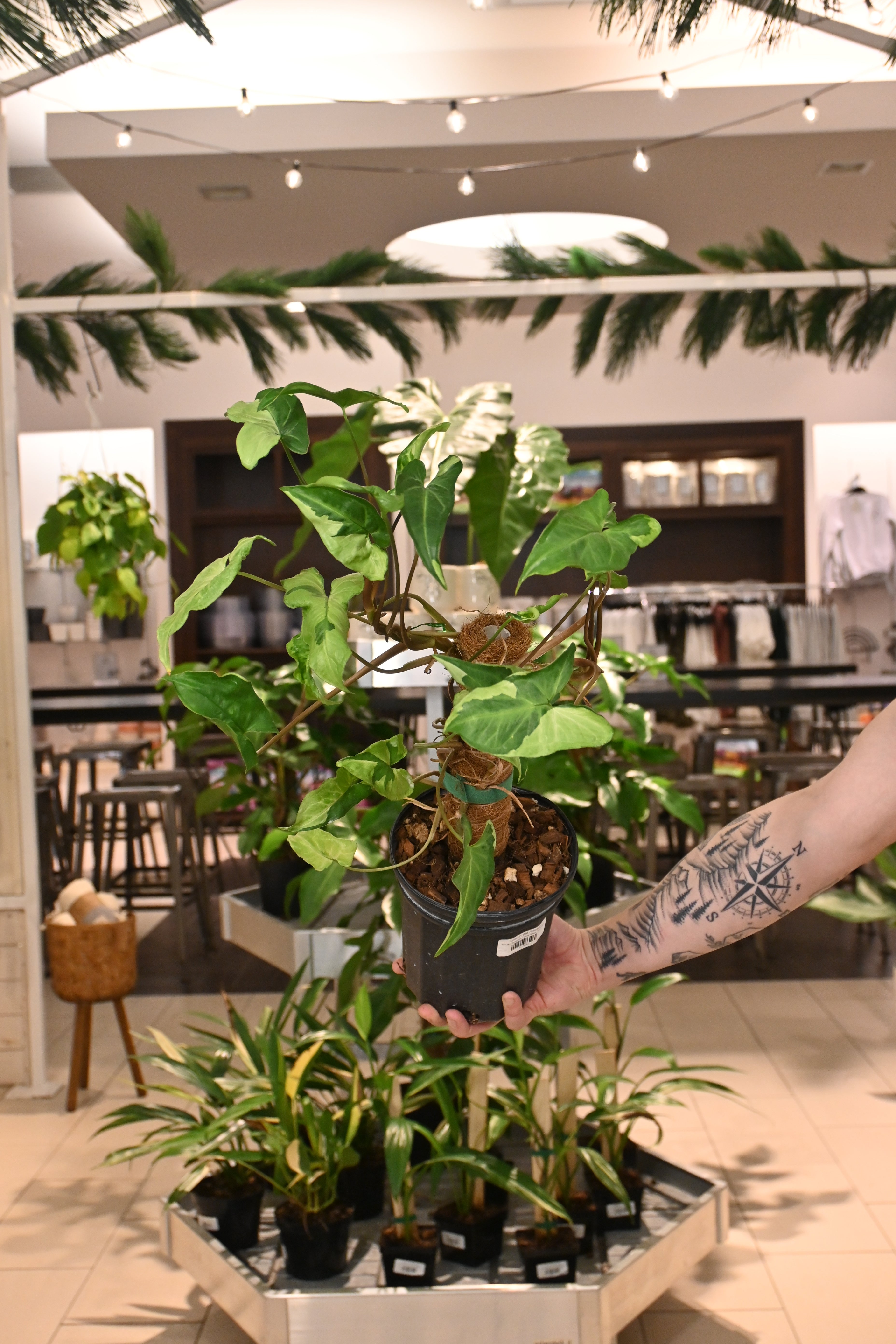 Syngonium Three Kings